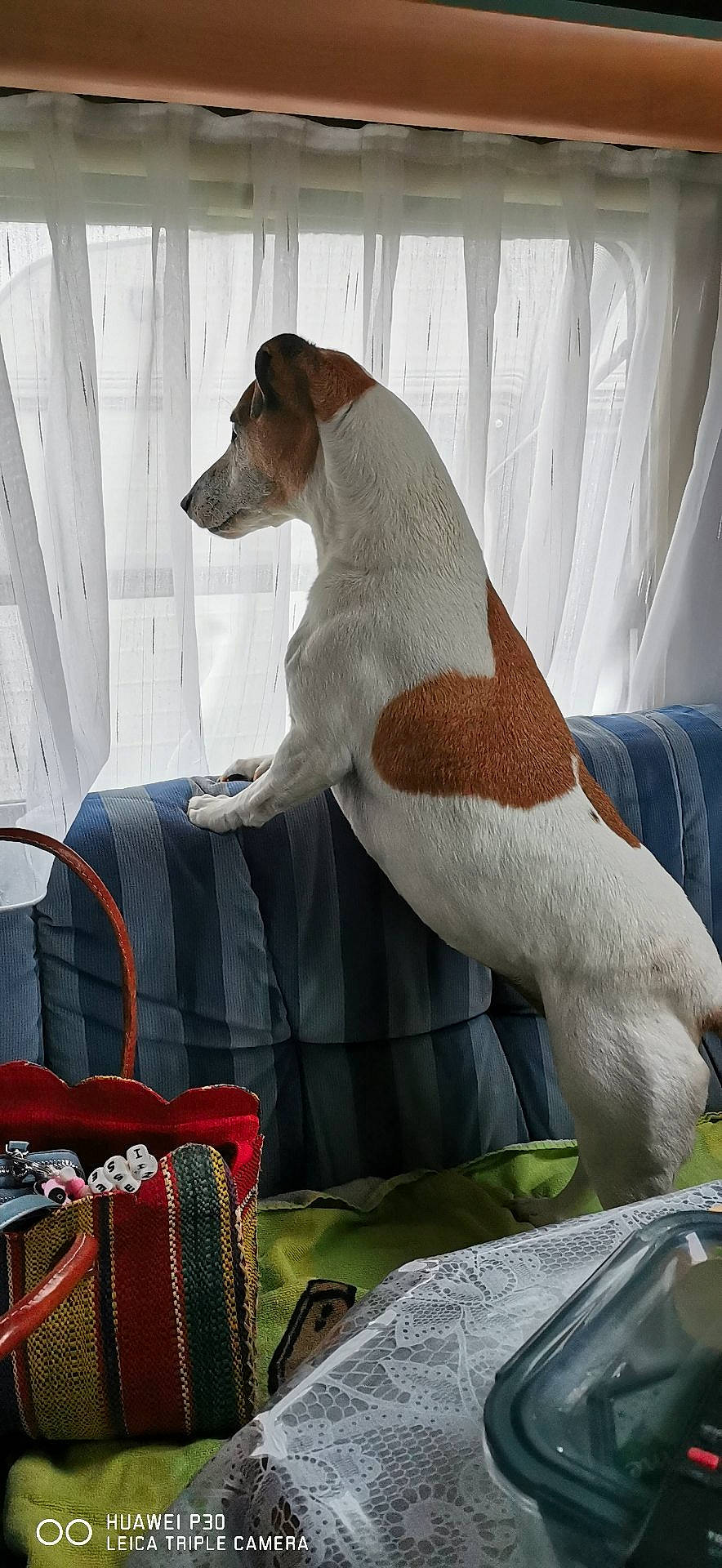 Isalia participe au concours pour gagner de l'argent avec cette photo : canidae, carnivore, chair, collar, comfort, companion_dog, couch, dog, dog_breed, dog_collar, dog_supply, fawn, grass, linens, pet_supply, sitting, sporting_group, tail, white, working_animal