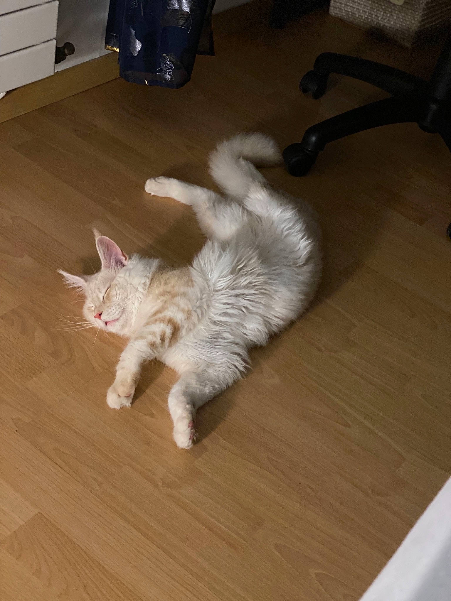 Simba a rejoint le concours — aidez-le/la à gagner de superbes lots ! cabinetry, carnivore, cat, claw, domestic_short_haired_cat, fawn, felidae, floor, flooring, fur, grey, hardwood, laminate_flooring, paw, small_to_medium_sized_cats, tail, whiskers, wood, wood_flooring, wood_stain