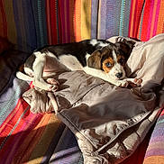 Bella participe au concours pour gagner de l'argent avec cette photo : puppy, dog, beagle_like, blanket, jacket, couch, striped_pattern, sunlight, shadow, paws, eyes, fur, nose, indoor, cozy, resting, cute, portrait, textile, colorful