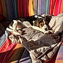 puppy, dog, beagle_like, blanket, jacket, couch, striped_pattern, sunlight, shadow, paws, eyes, fur, nose, indoor, cozy, resting, cute, portrait, textile, colorful