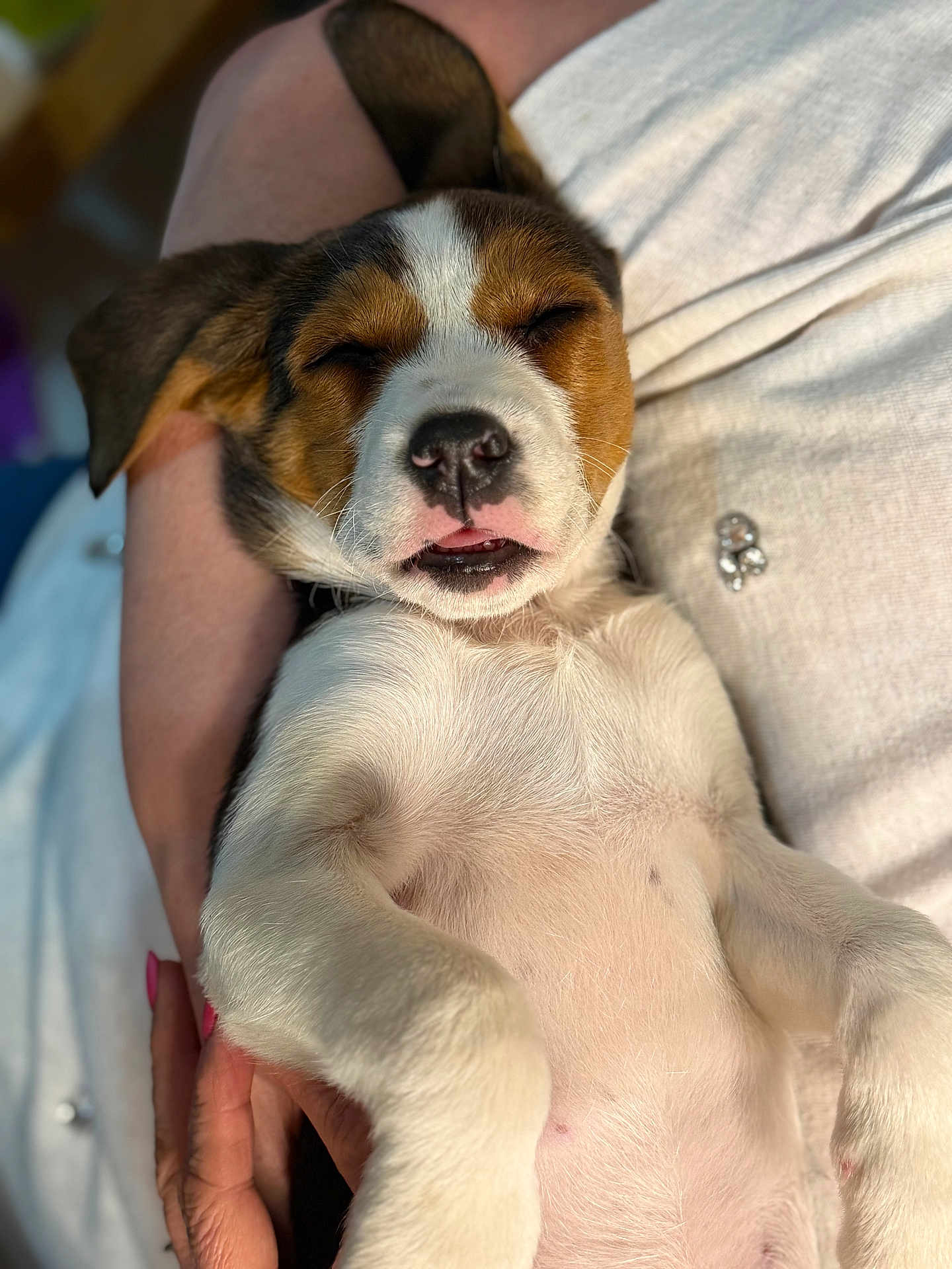 Bella participe au concours pour gagner de l'argent avec cette photo : dog, puppy, sleeping, beagle, close_up, belly, nose, whiskers, paws, human_arm, holding, relaxed, portrait, cuddly, white_clothing, chest, pink_tongue, closed_eyes, indoor, shallow_depth_of_field