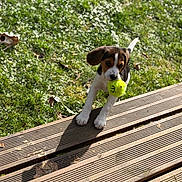 Bella participe au concours pour gagner de l'argent avec cette photo : backyard, beagle, cheeky, dog, ears, fur, grass, greenery, nature, nose, outdoors, paw, pet, playful, puppy, shadow, stepping, sunlight, tennis_ball, wooden_deck