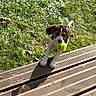 backyard, beagle, cheeky, dog, ears, fur, grass, greenery, nature, nose, outdoors, paw, pet, playful, puppy, shadow, stepping, sunlight, tennis_ball, wooden_deck