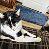 Macy joined the competition — help win amazing prizes! animal, black_and_white, blanket, cat, close_up, cozy, domestic_cat, ears, floor, furniture, home, indoor, laying, pet, relaxed, resting, rug, whiskers, wood, yellow_eyes
