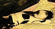 Macy is registered to the contest to win money with this photo: animal, black_and_white, blanket, cat, comfort, cozy, cute, domestic, feline, fur, gingham, home, indoor, pet_bed, quiet, reflection, relaxing, resting, sleeping, soft