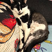 Macy is registered to the contest to win money with this photo: animal, black_and_white, blanket, cat, comfortable, couch, cozy, cute, domestic, feline, fur, indoor, nap, pet, pillow, relaxed, resting, sleeping, soft, whiskers