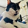 Macy is registered to the contest to win money with this photo: animal, bed, black_and_white, cat, close_up, cozy, cute, domestic, eyes, feline, fur, furniture, house, indoor, lamp, pet, portrait, relaxed, resting, whiskers