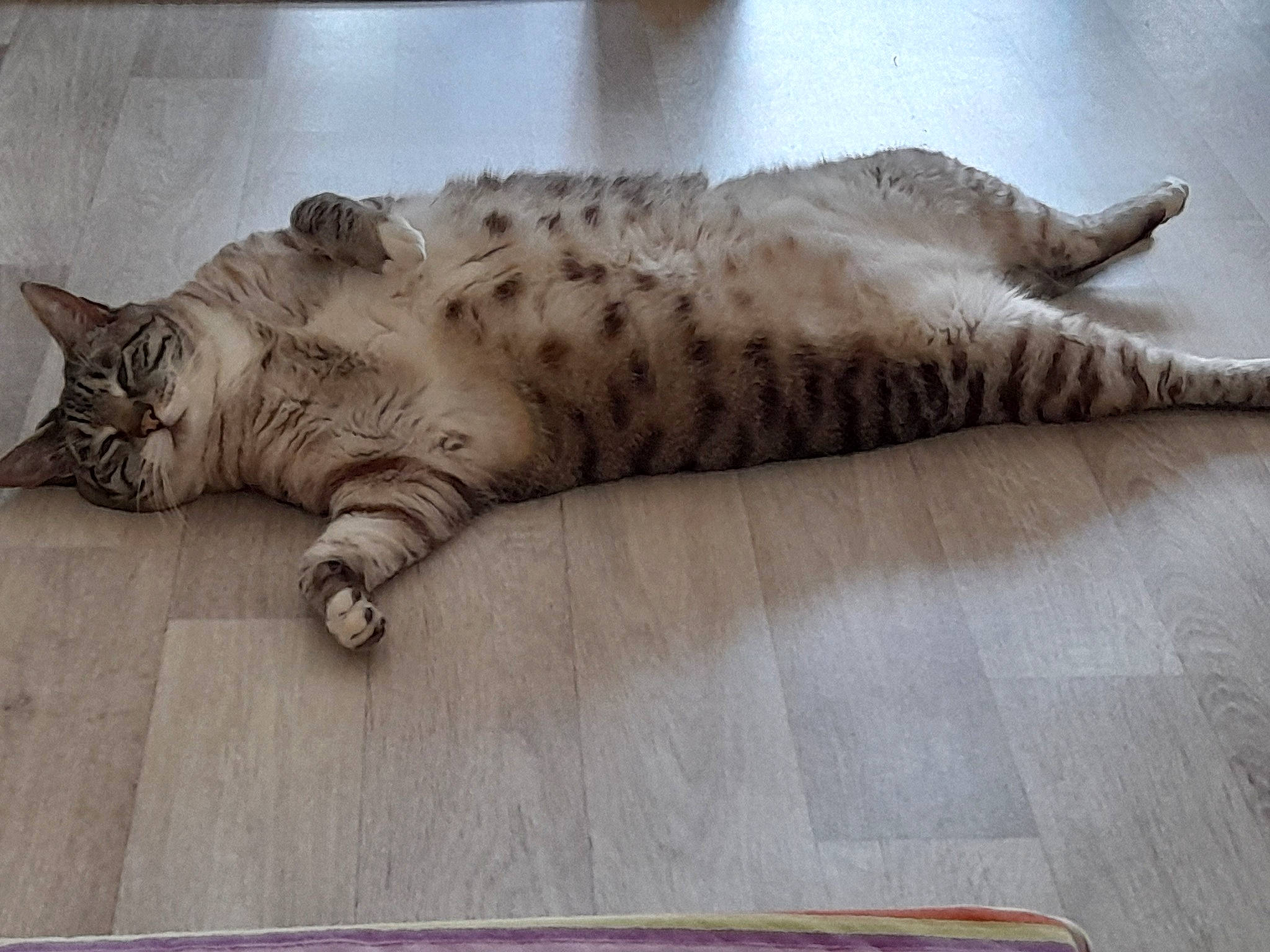 Louna participe au concours pour gagner de l'argent avec cette photo : carnivore, cat, claw, comfort, domestic_short_haired_cat, felidae, flooring, foot, fur, hardwood, nap, pattern, paw, small_to_medium_sized_cats, snout, tail, terrestrial_animal, whiskers, wood