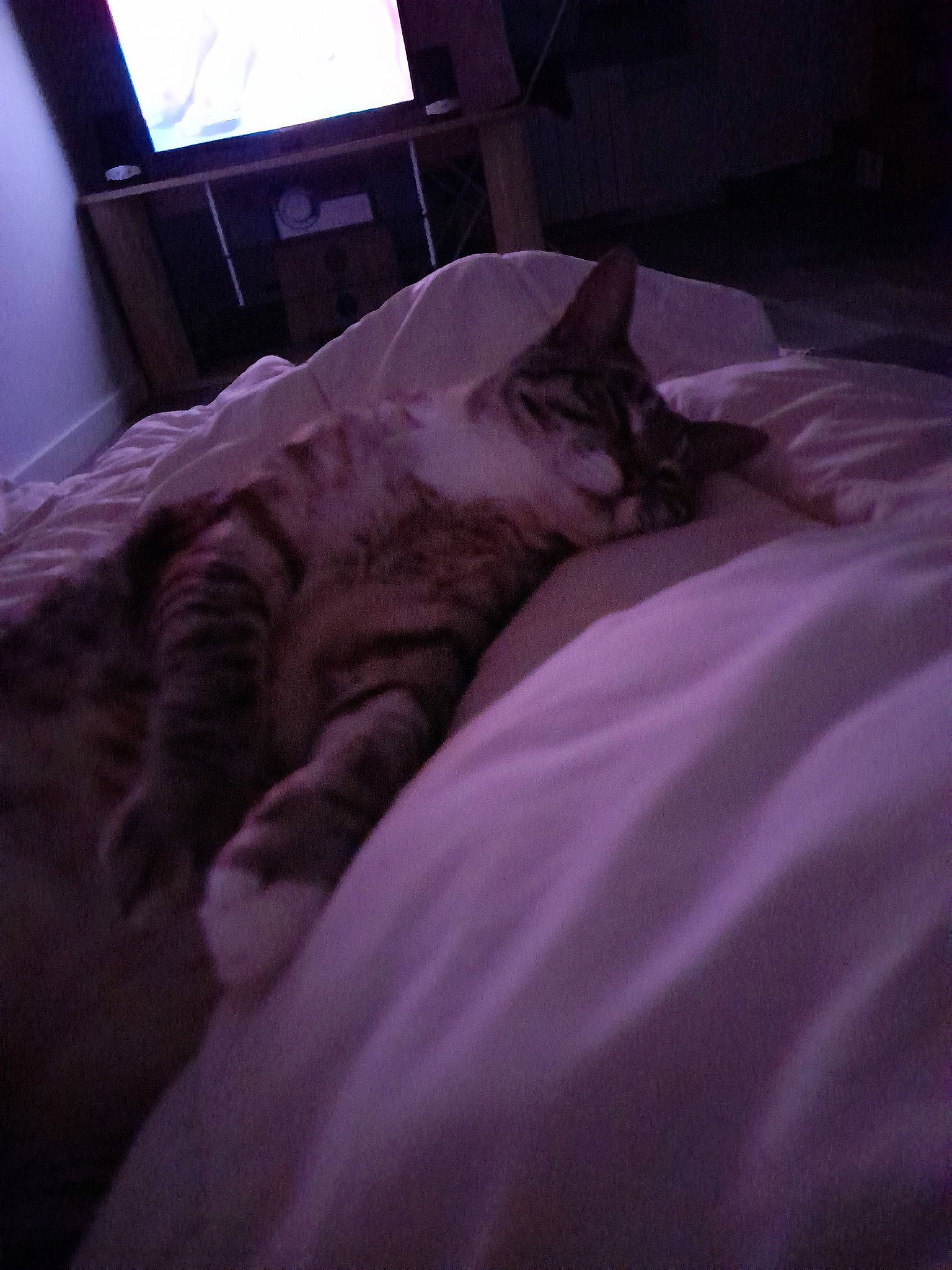 Louna a rejoint le concours — aidez-le/la à gagner de superbes lots ! bed, bedding, carnivore, cat, comfort, domestic_short_haired_cat, duvet, eye, felidae, flooring, fur, grey, head, linens, room, small_to_medium_sized_cats, tail, television, whiskers, window