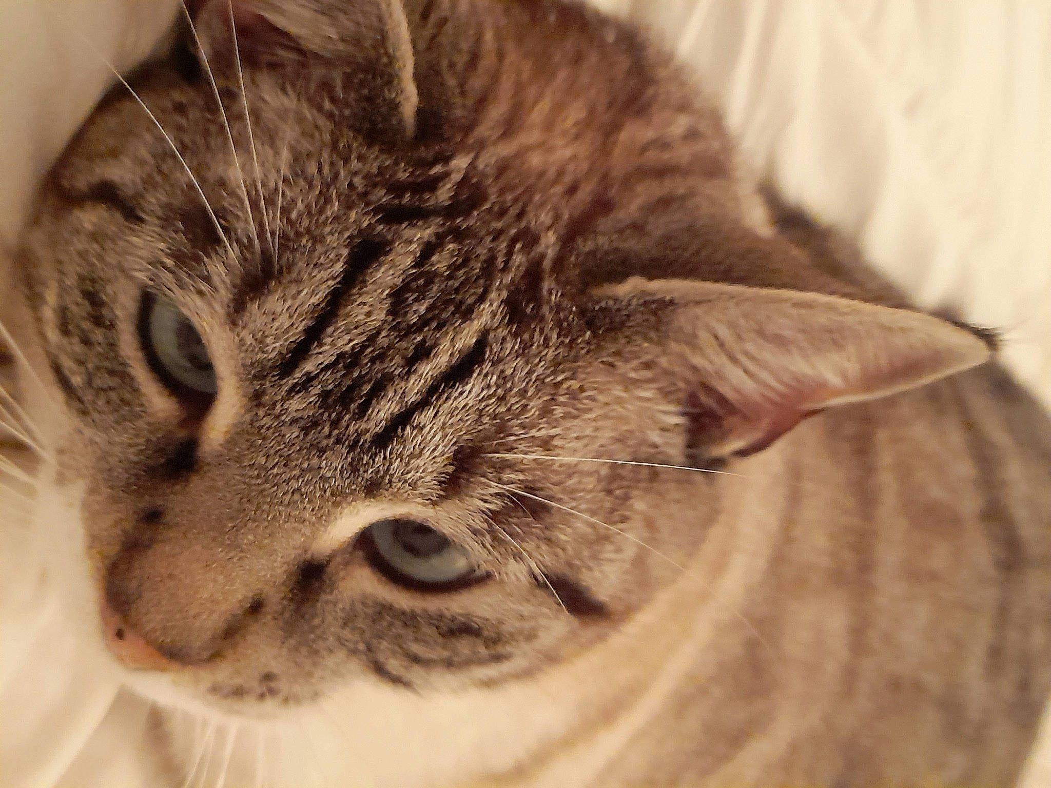 Louna participe au concours pour gagner de l'argent avec cette photo : carnivore, cat, domestic_short_haired_cat, ear, felidae, fur, head, paw, small_to_medium_sized_cats, snout, terrestrial_animal, whiskers, wildlife, window, wood