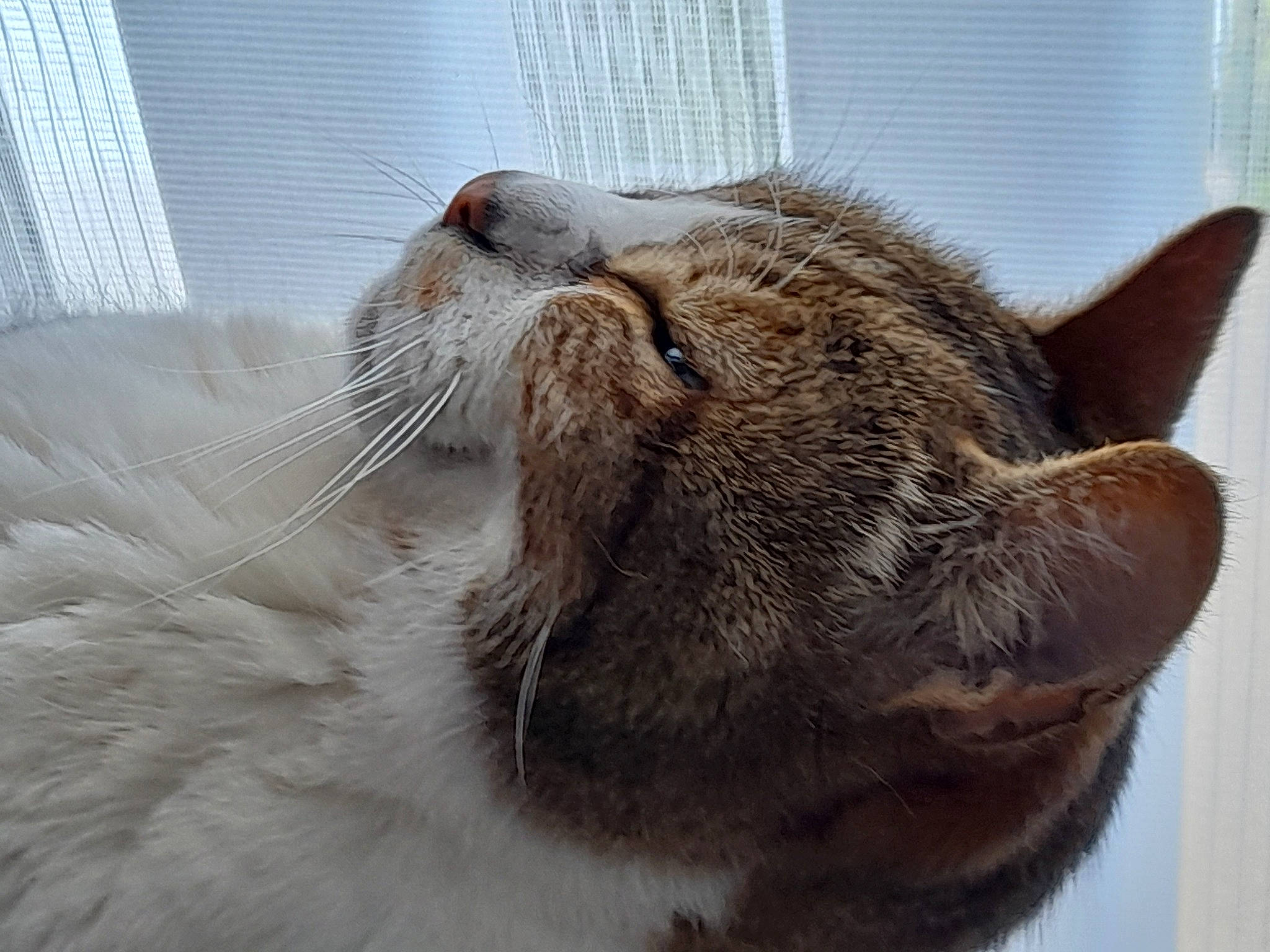 Max participe au concours pour gagner de l'argent avec cette photo : carnivore, cat, cat_supply, claw, comfort, domestic_short_haired_cat, felidae, fur, nap, paw, pet_supply, sleep, small_to_medium_sized_cats, snout, tail, terrestrial_animal, whiskers, window