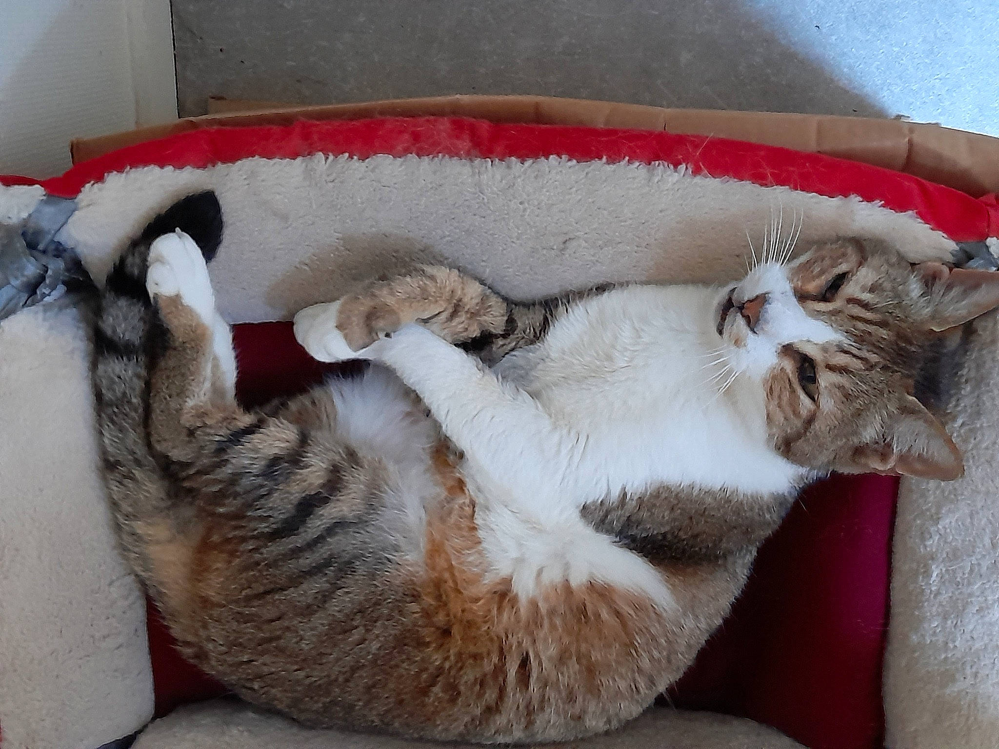 Max a rejoint le concours — aidez-le/la à gagner de superbes lots ! carnivore, cat, cat_bed, cat_furniture, cat_supply, claw, comfort, couch, domestic_short_haired_cat, fawn, felidae, fur, mammal, nap, paw, pet_supply, small_to_medium_sized_cats, snout, tail, whiskers