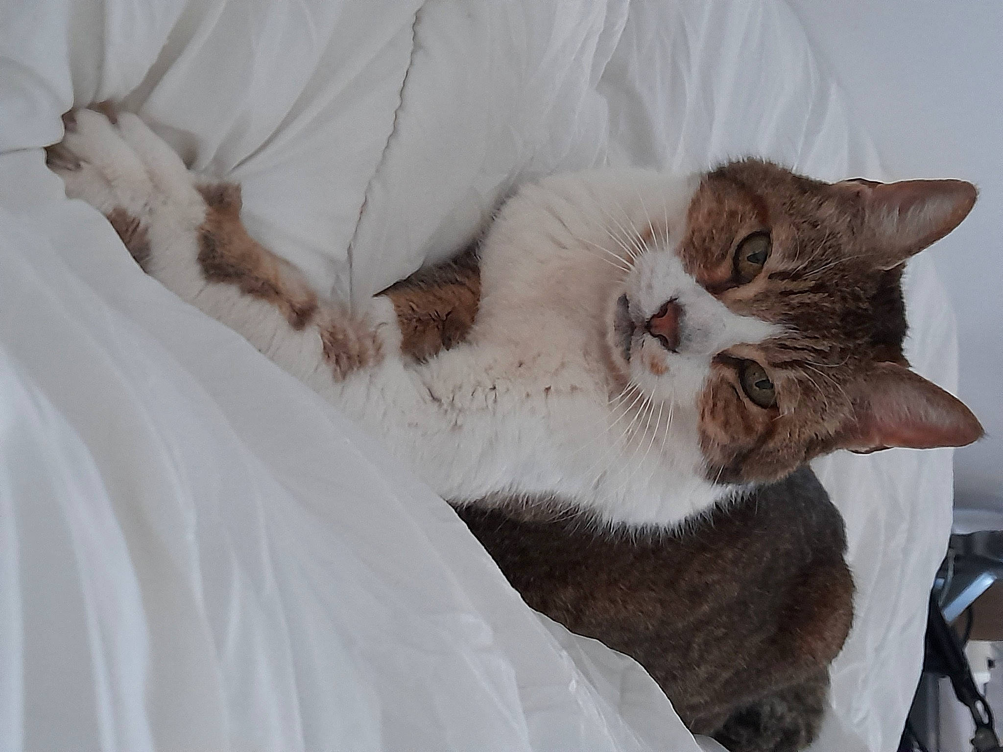 Max participe au concours pour gagner de l'argent avec cette photo : bed, carnivore, cat, cat_supply, claw, comfort, domestic_short_haired_cat, fawn, felidae, fur, nap, paw, sleep, small_to_medium_sized_cats, tail, whiskers