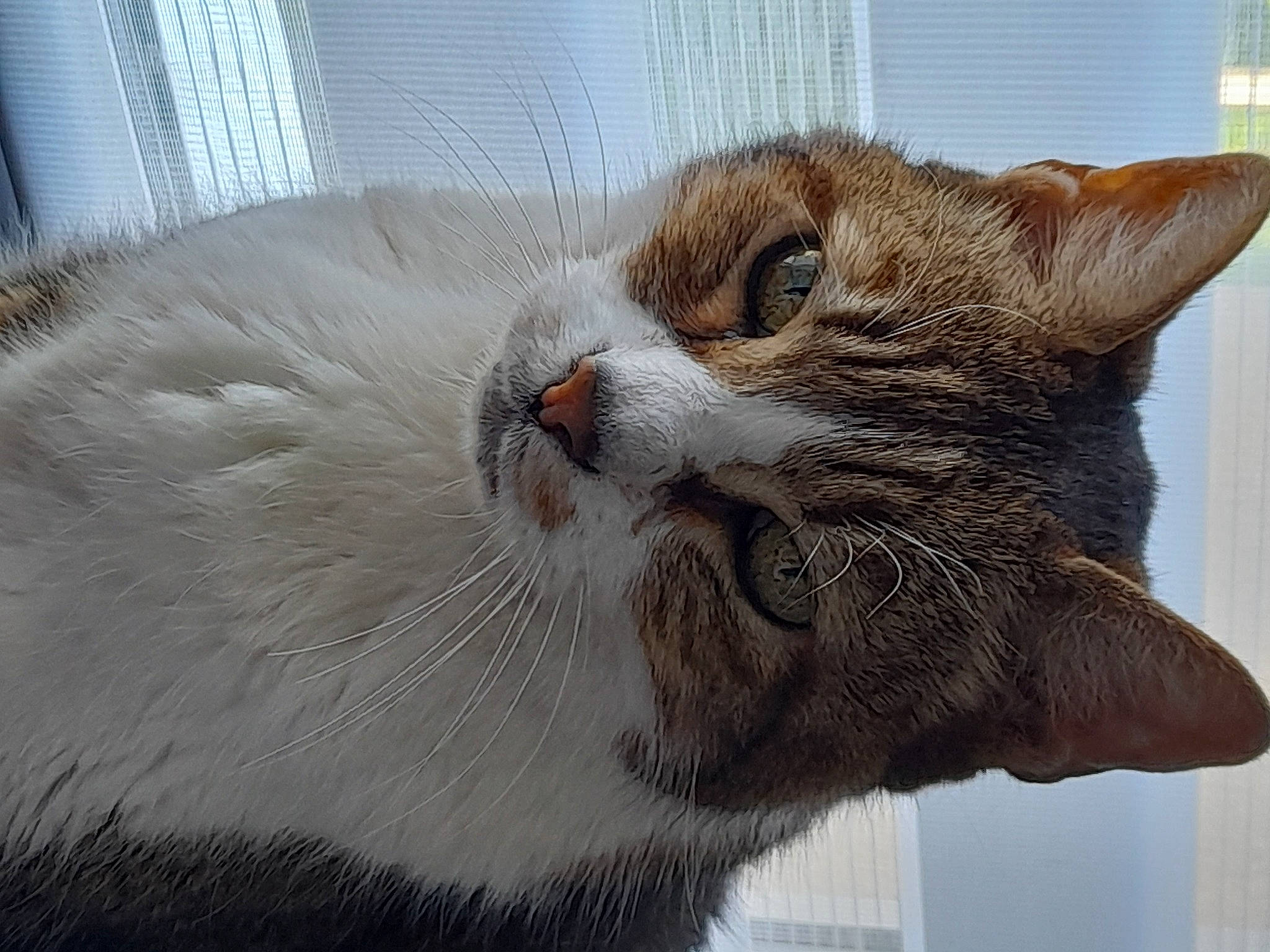 Max participe au concours pour gagner de l'argent avec cette photo : carnivore, cat, cat_supply, claw, comfort, domestic_short_haired_cat, fawn, felidae, fur, paw, small_to_medium_sized_cats, snout, tail, terrestrial_animal, whiskers, window