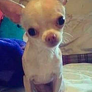 Snow Allen is registered to the contest to win money with this photo: animal, background, bed, blanket, canine, chihuahua, close_up, curious, cute, dog, ears, eyes, face, fur, household, indoor, nose, pet, sitting, small_dog