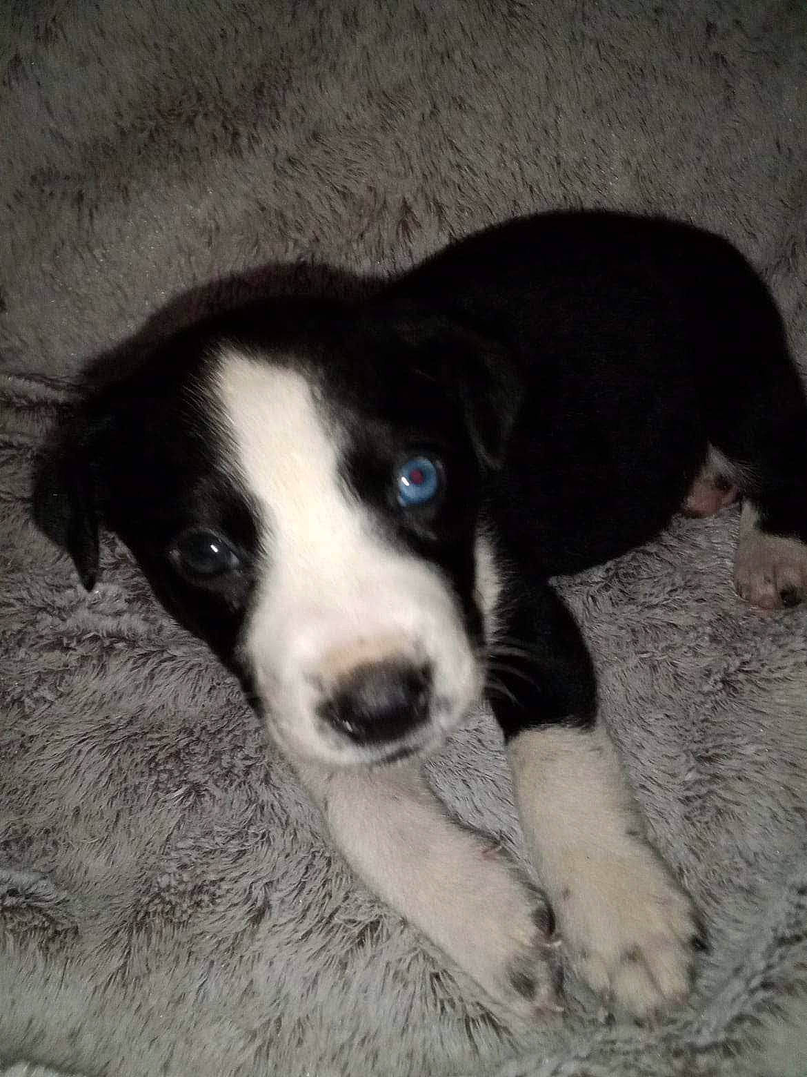 Ella Lynn Lacefield is registered to the contest to win money with this photo: bored, canidae, carnivore, companion_dog, dog, dog_breed, puppy, snout, sporting_group, street_dog, terrestrial_animal, whiskers, working_animal, working_dog