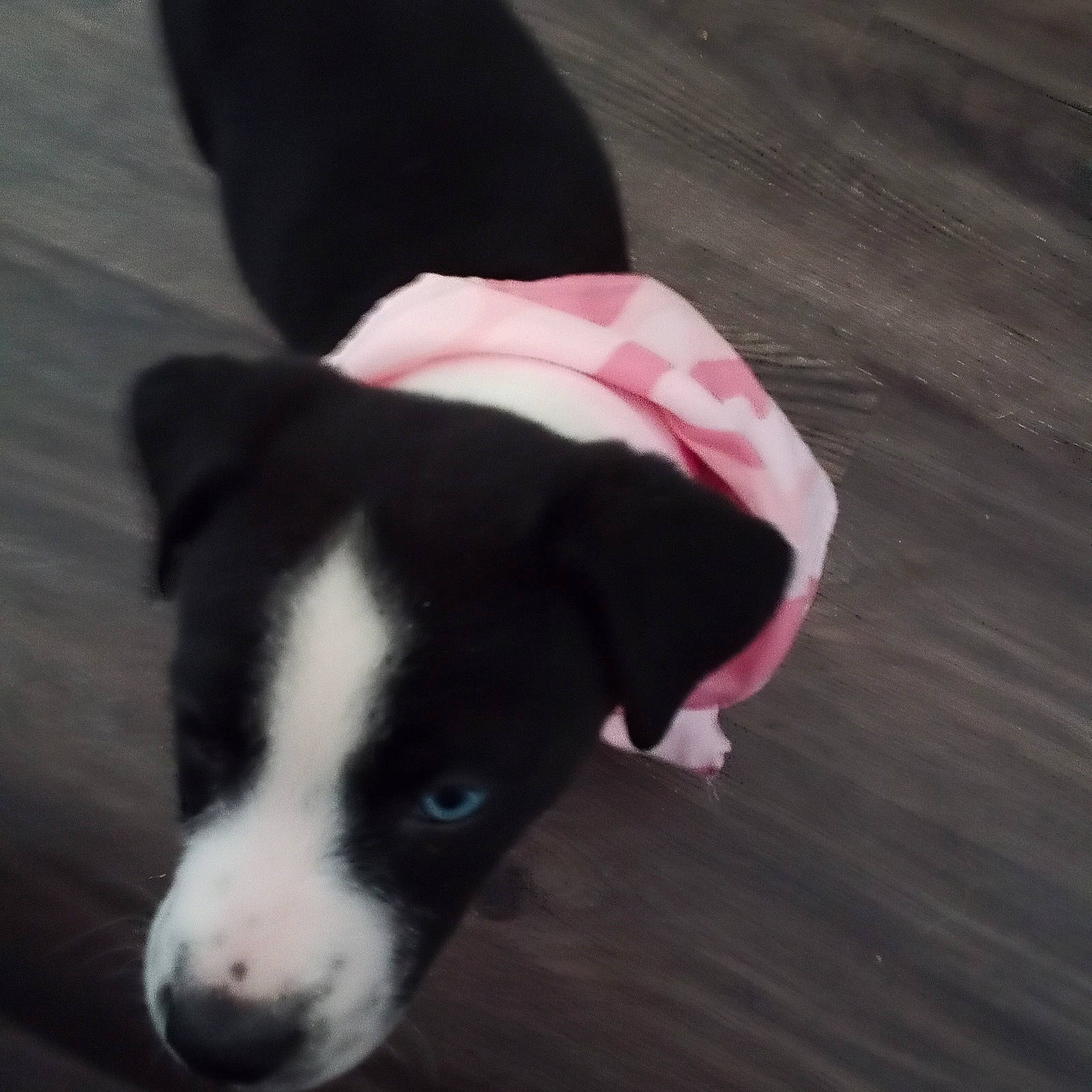 Ella Lynn Lacefield joined the competition — help win amazing prizes! canidae, carmine, carnivore, companion_dog, dog, dog_breed, flooring, fur, hardwood, non_sporting_group, paw, plant, puppy, shadow, tail, terrestrial_animal, terrier, whiskers, wood, working_animal