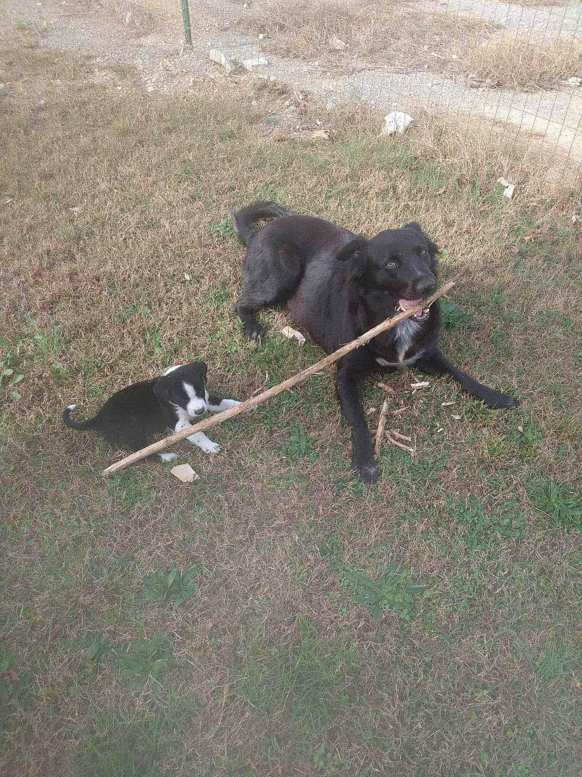 Eva Louise Lacefield is registered to the contest to win money with this photo: canidae, carnivore, cat, collar, companion_dog, dog, dog_breed, felidae, fur, grass, hunting_dog, leash, pet_supply, shadow, small_to_medium_sized_cats, soil, sporting_group, tail, working_animal, working_dog