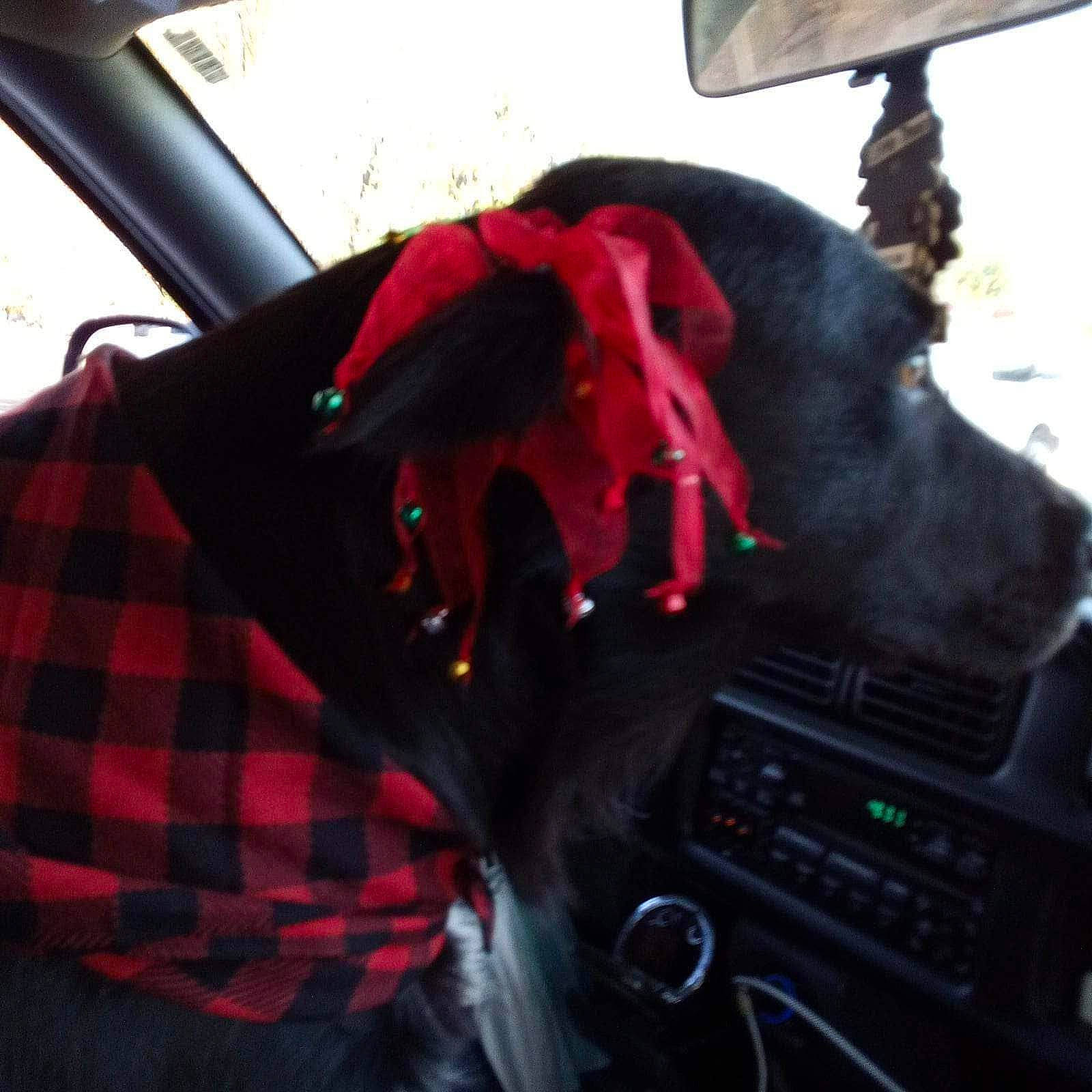 Eva Louise Lacefield is registered to the contest to win money with this photo: audio_equipment, automotive_design, automotive_lighting, automotive_mirror, car, carnivore, dog, head_restraint, motor_vehicle, personal_luxury_car, plaid, plant, rear_view_mirror, satellite_radio, steering_part, steering_wheel, tartan, vehicle, vehicle_door, window