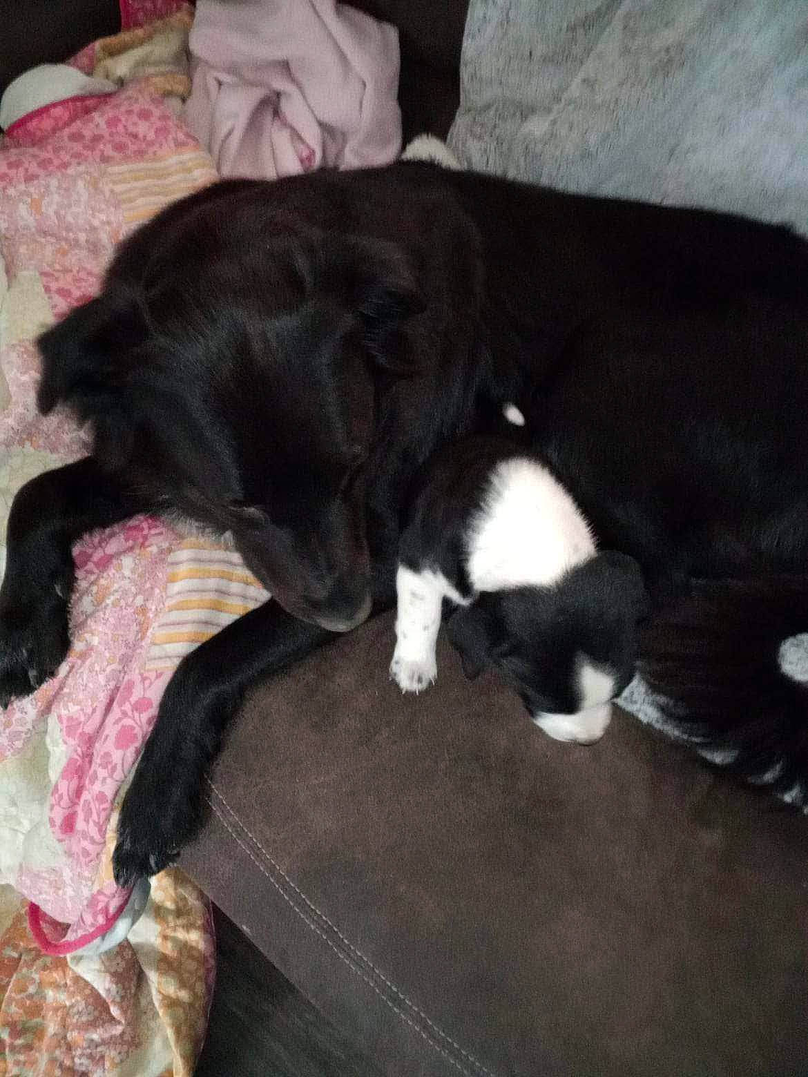 Eva Louise Lacefield is registered to the contest to win money with this photo: black_cat, canidae, carnivore, cat, claw, comfort, companion_dog, dog, dog_breed, felidae, fur, linens, liver, mammal, nap, small_to_medium_sized_cats, sporting_group, tail, whiskers, working_animal