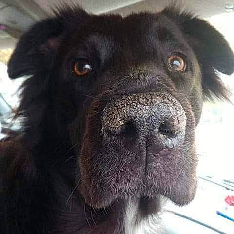 Eva Louise Lacefield is registered to the contest to win money with this photo: ancient_dog_breeds, borador, canidae, carnivore, companion_dog, dog, dog_breed, fur, giant_dog_breed, non_sporting_group, snout, sporting_group, whiskers, working_animal, working_dog