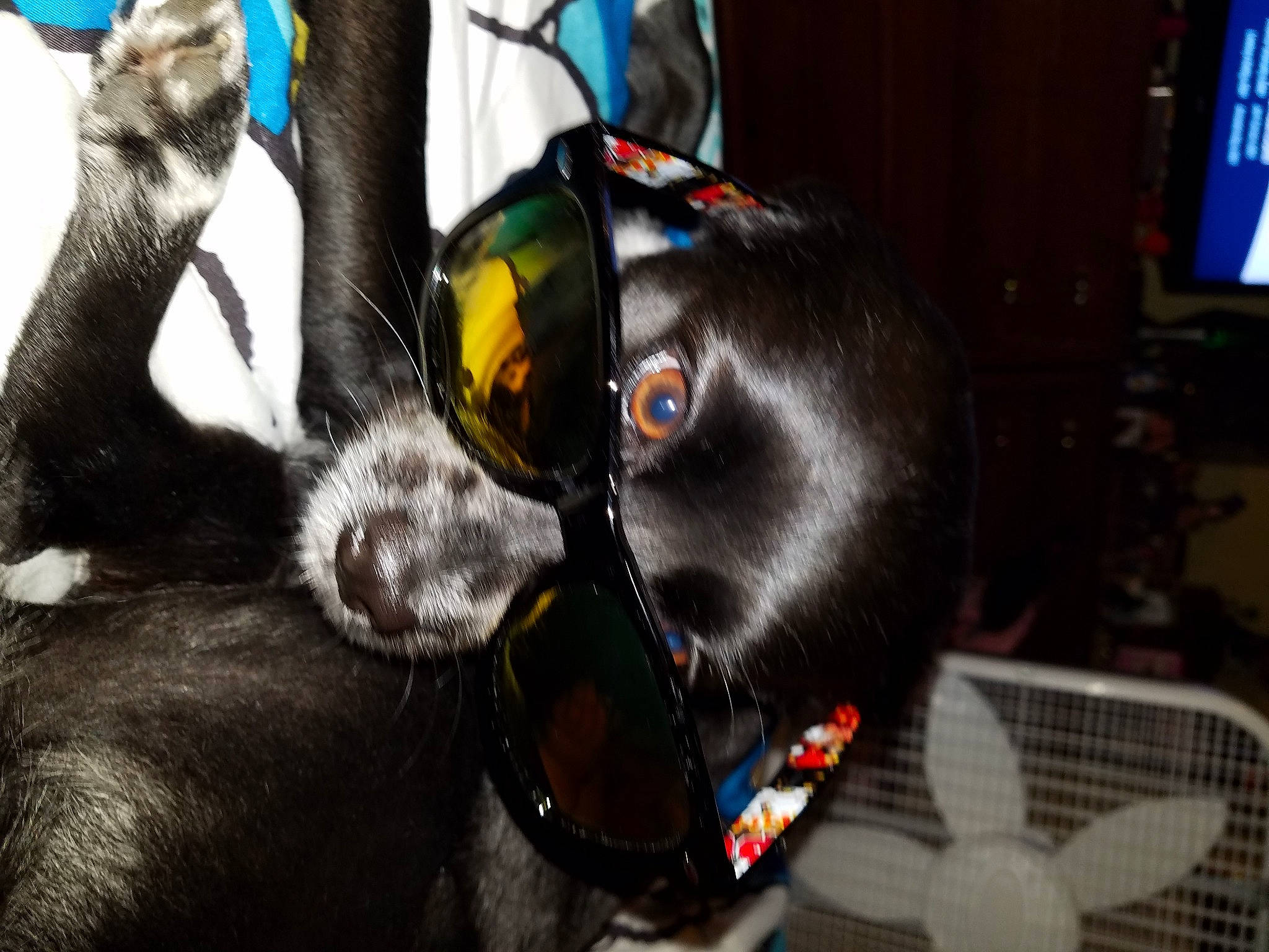 Bella Blu is registered to the contest to win money with this photo: audio_equipment, canidae, carnivore, cat, claw, collar, dog, dog_breed, ear, eyewear, fashion_accessory, fur, gadget, personal_protective_equipment, snout, sporting_group, tail, terrestrial_animal, whiskers, working_animal