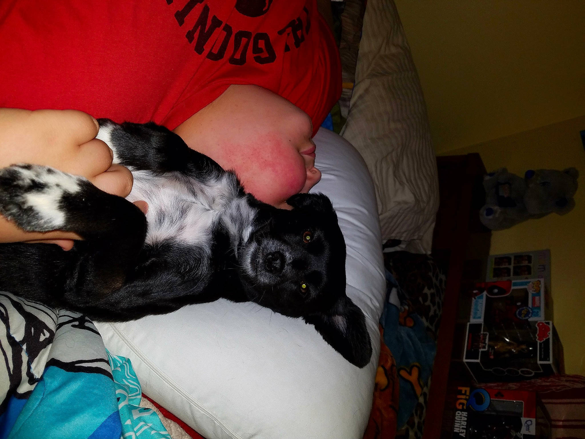 Bella Blu is registered to the contest to win money with this photo: bed, canidae, carnivore, comfort, companion_dog, dog, dog_breed, dog_supply, fur, guard_dog, nap, non_sporting_group, paw, picture_frame, sporting_group, t_shirt, toy_dog, working_animal, wrist