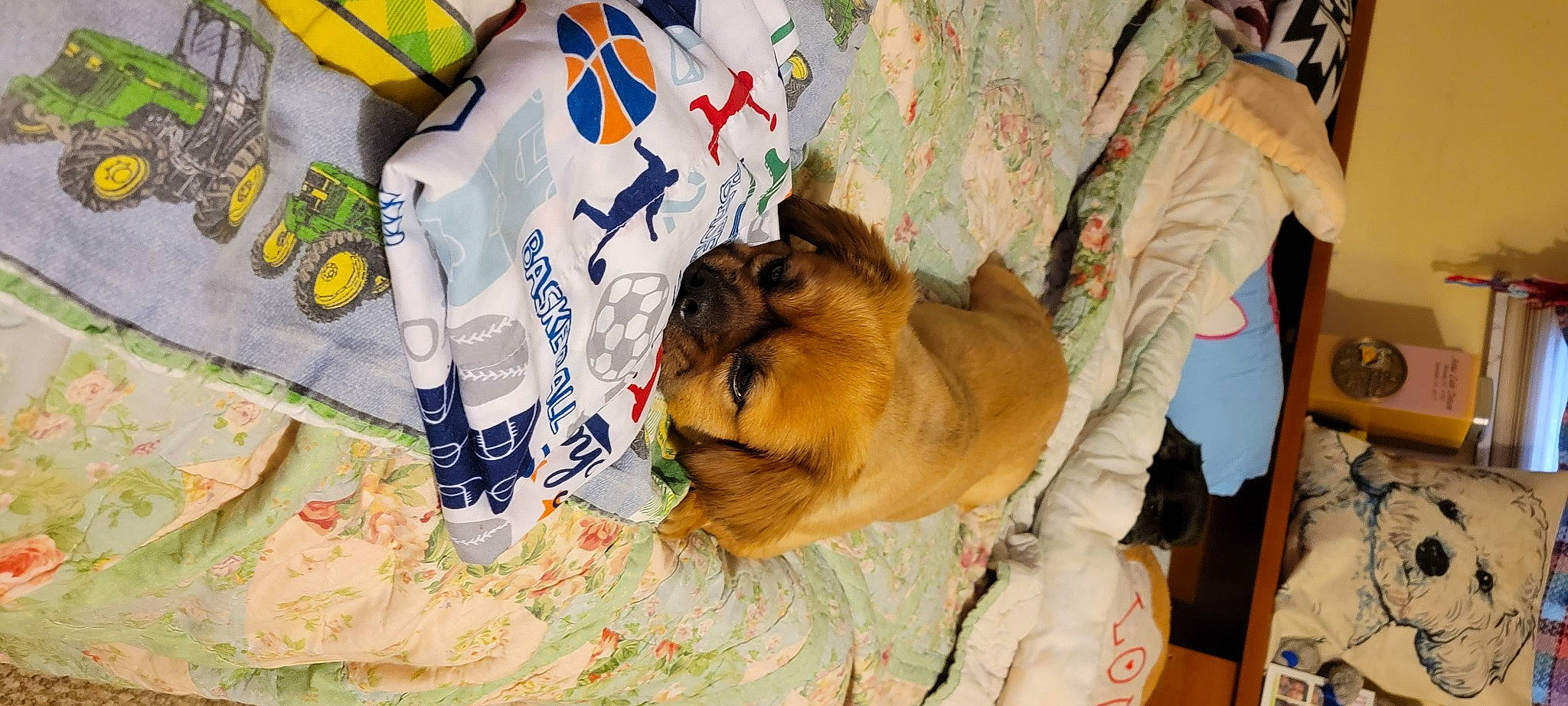 Digger is registered to the contest to win money with this photo: canidae, carnivore, comfort, companion_dog, dog, dog_breed, dog_supply, fawn, felidae, fur, linens, nap, non_sporting_group, paw, sleep, snout, sporting_group, toy_dog, whiskers