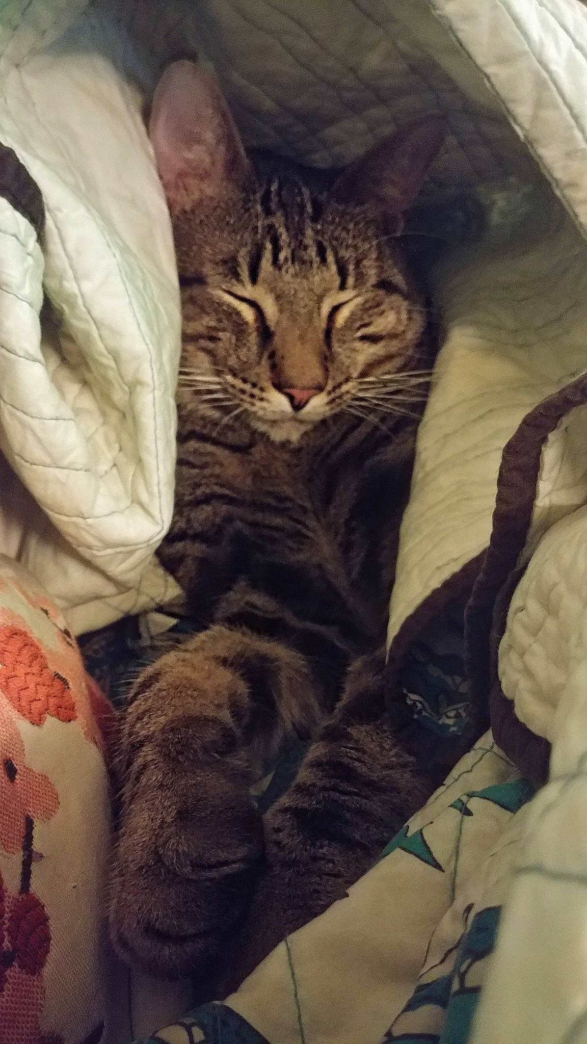 Polo joined the competition — help win amazing prizes! american_shorthair, asian, california_spangled, carnivore, cat, domestic_short_haired_cat, dragon_li, egyptian_mau, european_shorthair, felidae, fur, kitten, nap, ocicat, pixie_bob, sleep, small_to_medium_sized_cats, tabby_cat, whiskers