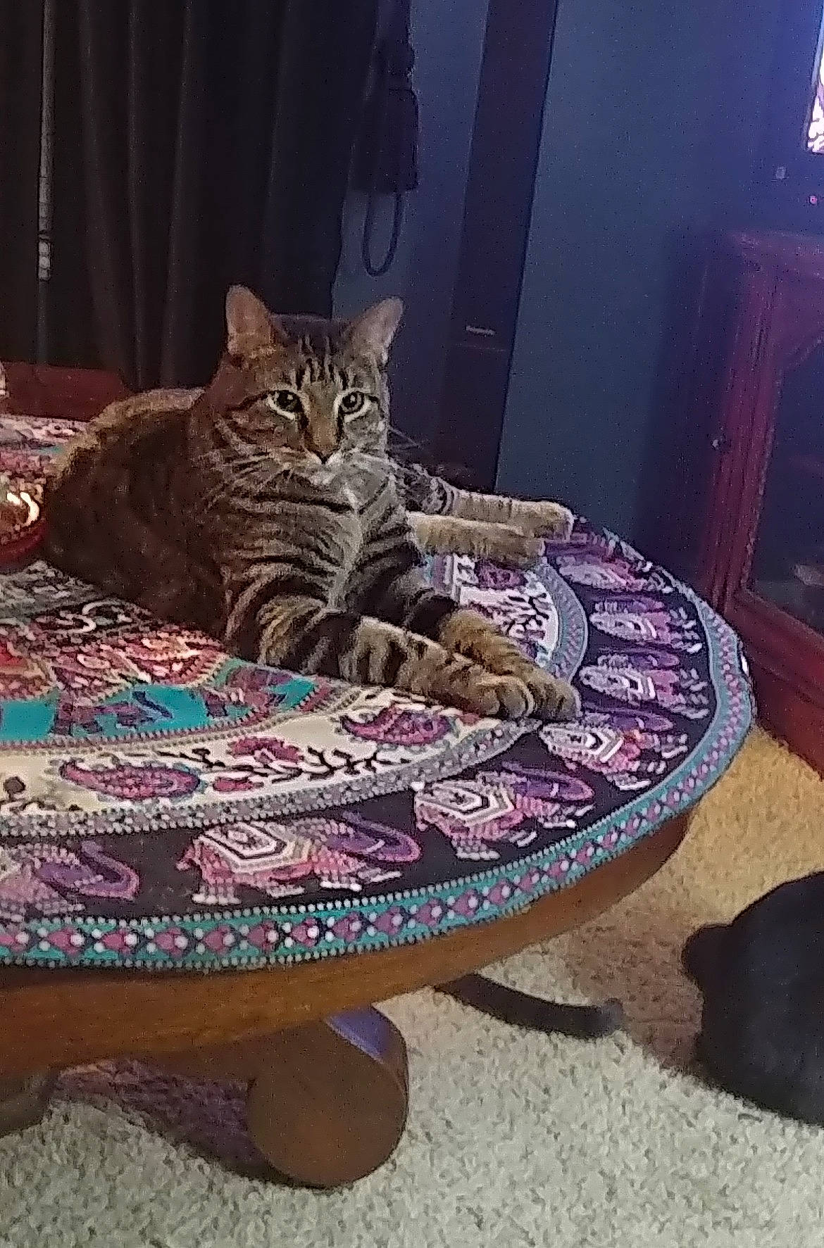 Polo is registered to the contest to win money with this photo: carnivore, cat, cat_supply, comfort, domestic_short_haired_cat, felidae, floor, flooring, fur, grey, linens, magenta, pattern, purple, sitting, small_to_medium_sized_cats, tail, terrestrial_animal, whiskers, wood