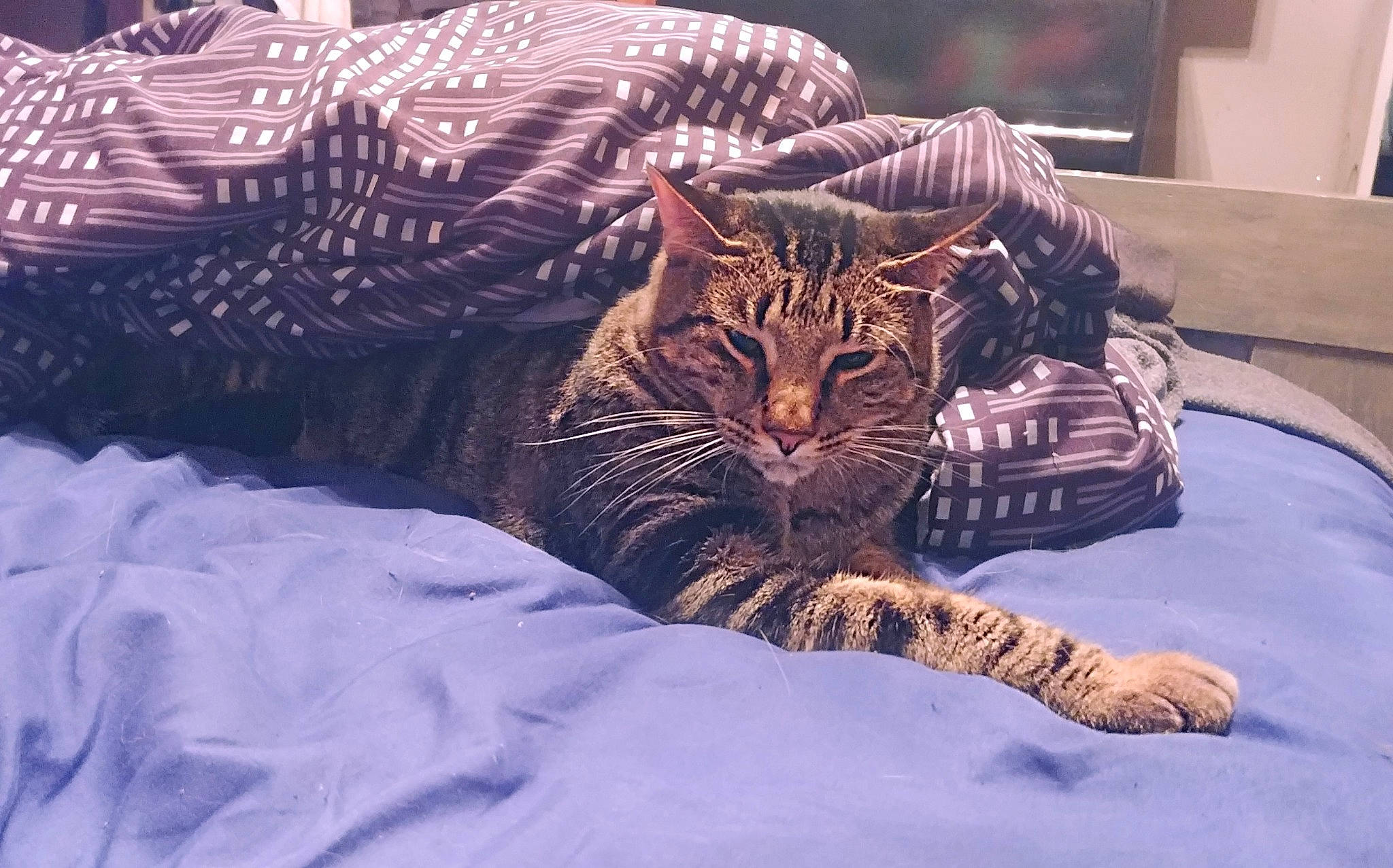 Polo is registered to the contest to win money with this photo: aegean_cat, american_shorthair, asian, bengal, california_spangled, carnivore, cat, domestic_short_haired_cat, dragon_li, egyptian_mau, european_shorthair, felidae, ocicat, pixie_bob, small_to_medium_sized_cats, snout, tabby_cat, toyger, whiskers, wild_cat