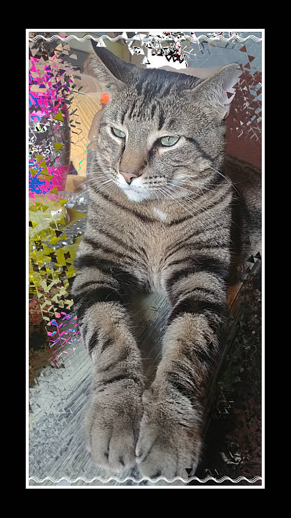 Polo is registered to the contest to win money with this photo: adaptation, art, carnivore, cat, domestic_short_haired_cat, felidae, font, fur, organism, pattern, paw, photo_caption, rectangle, small_to_medium_sized_cats, tail, terrestrial_animal, tree, whiskers, wildlife, window