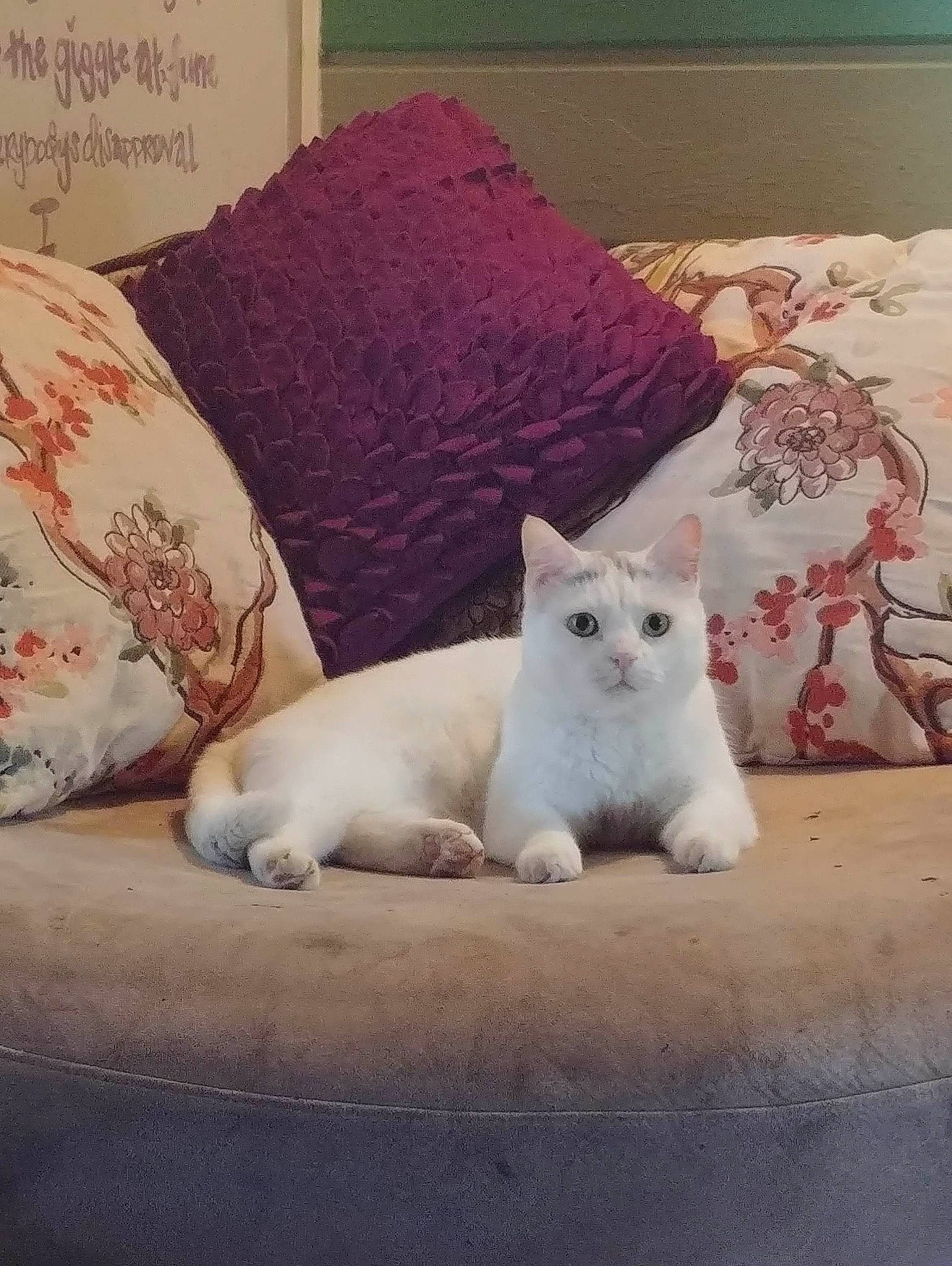 Fatboy joined the competition — help win amazing prizes! bed, bed_sheet, bedding, carnivore, cat, comfort, domestic_short_haired_cat, fawn, felidae, fur, grey, linens, mammal, pattern, paw, pillow, small_to_medium_sized_cats, tail, textile, whiskers