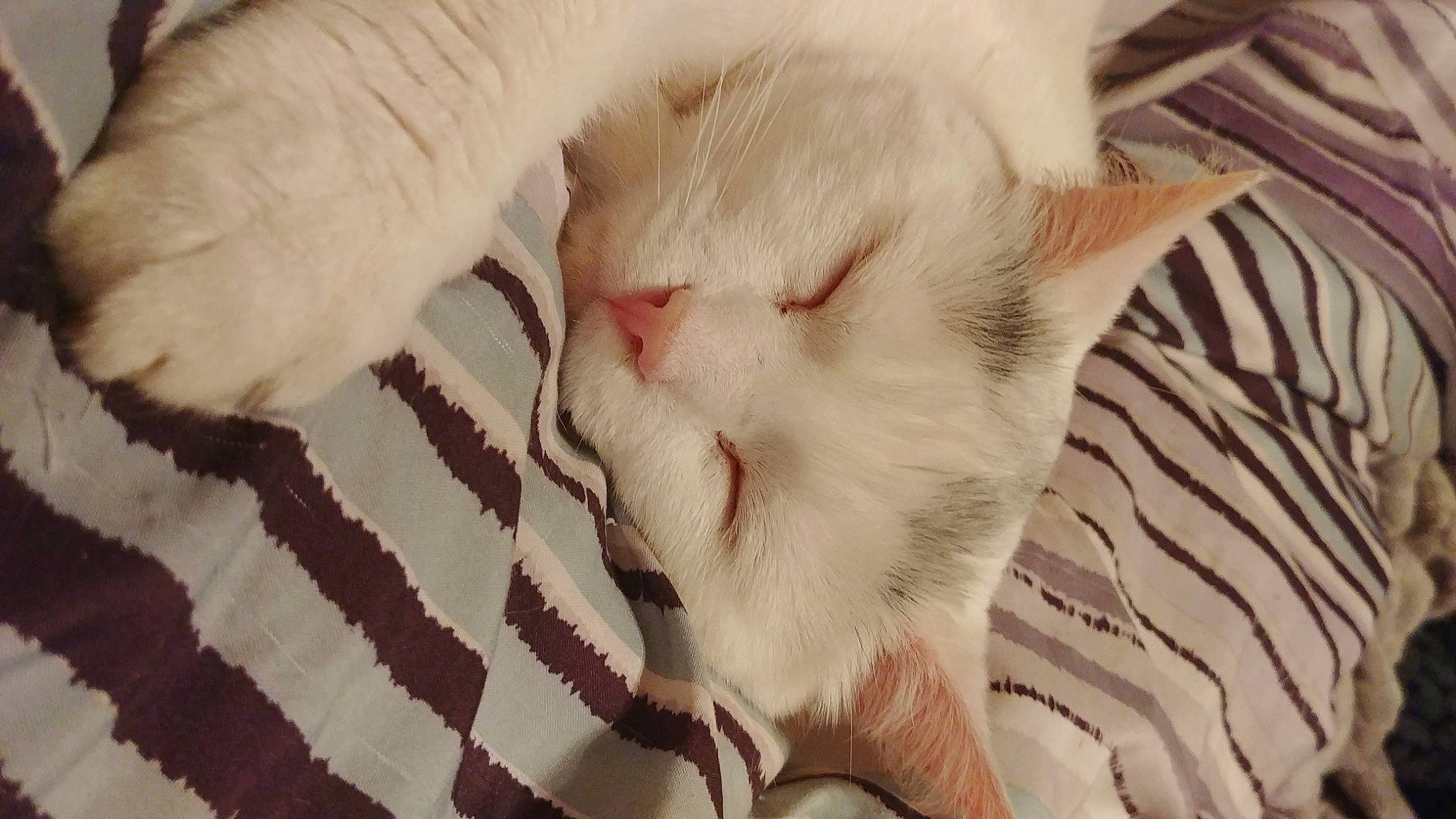 Fatboy joined the competition — help win amazing prizes! carnivore, cat, cat_supply, claw, comfort, domestic_short_haired_cat, fawn, felidae, fur, linens, nap, paw, sleep, small_to_medium_sized_cats, snout, tail, textile, whiskers