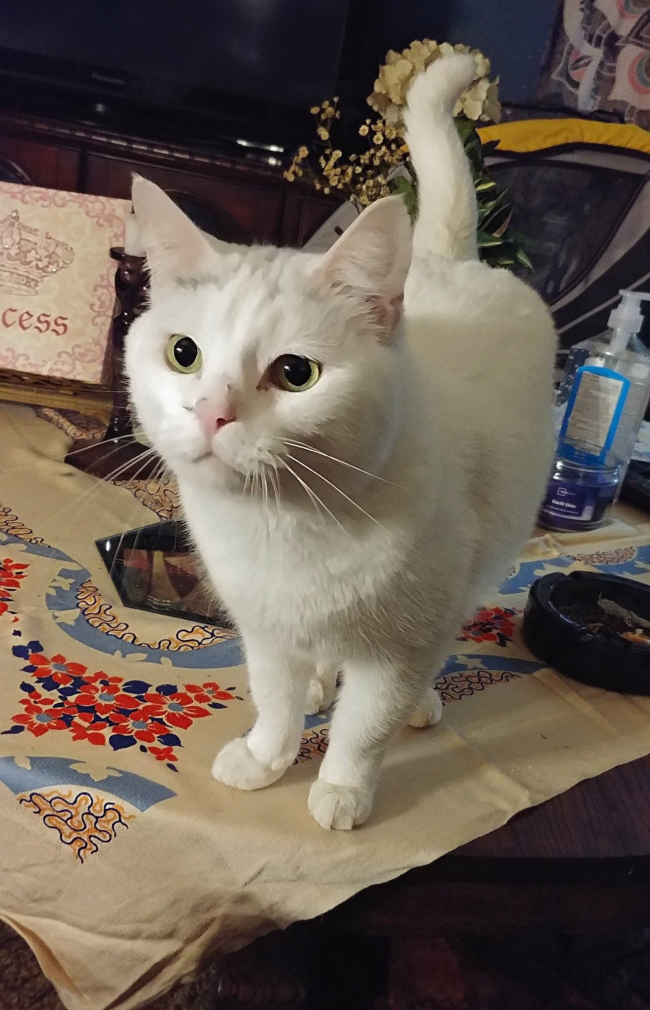 Fatboy joined the competition — help win amazing prizes! bottle, carnivore, cat, collar, domestic_short_haired_cat, felidae, fur, pattern, paw, pet_supply, photo_caption, plastic_bottle, small_to_medium_sized_cats, snout, tail, water_bottle, whiskers