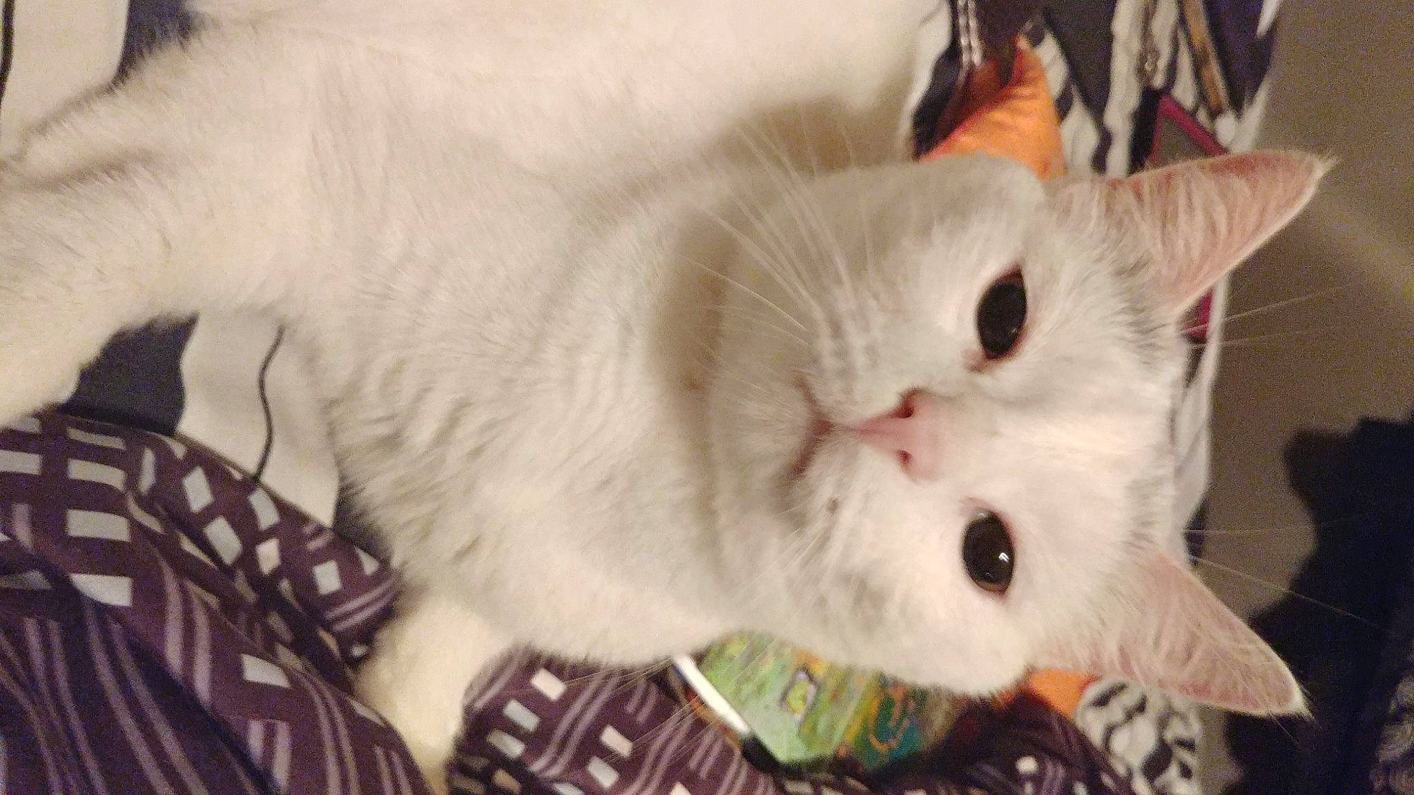 Fatboy joined the competition — help win amazing prizes! carnivore, cat, claw, comfort, domestic_short_haired_cat, ear, fang, fawn, felidae, fur, iris, pattern, paw, plaid, small_to_medium_sized_cats, snout, whiskers