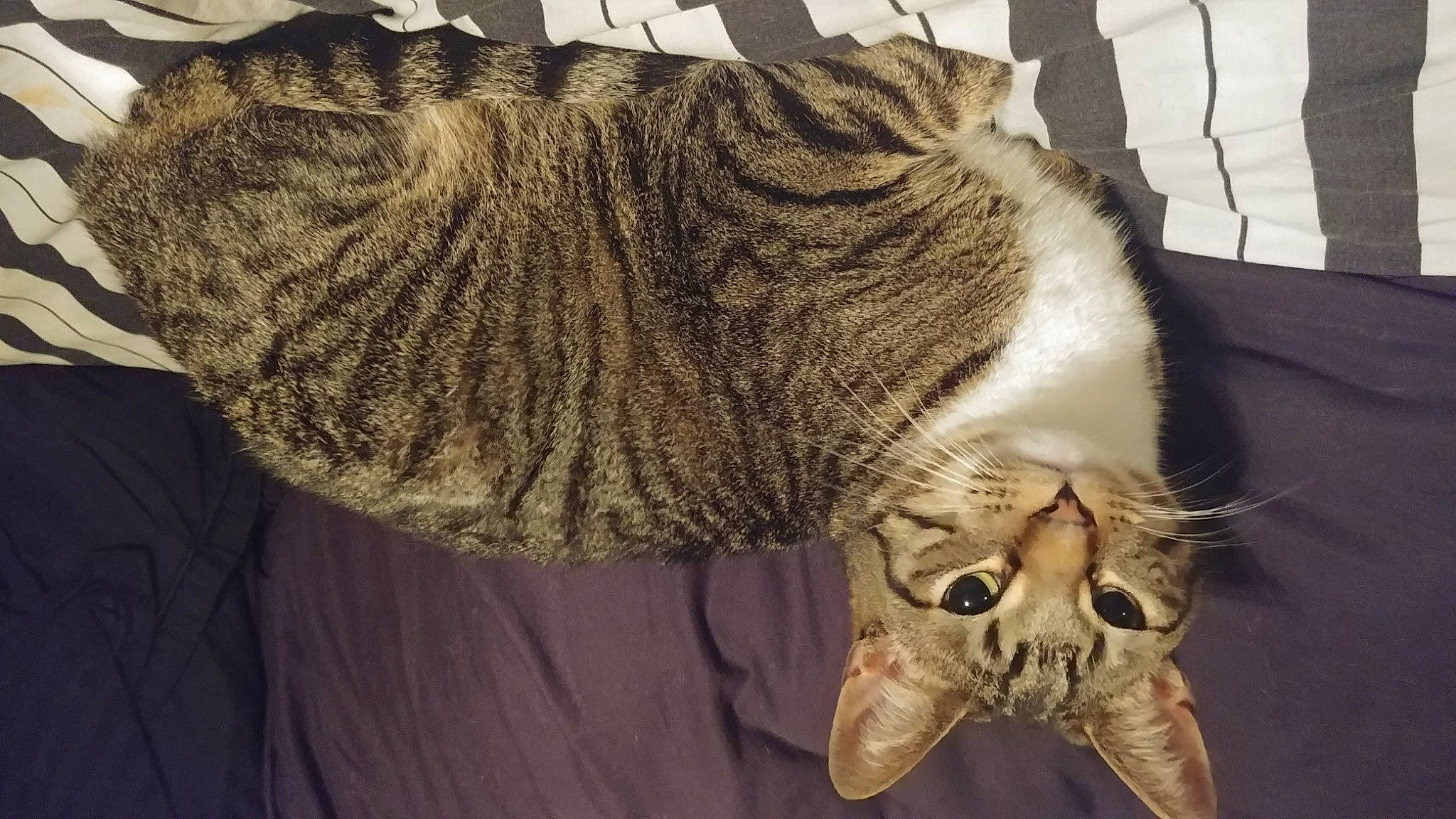 Sonny is registered to the contest to win money with this photo: cap, carnivore, cat, domestic_short_haired_cat, ear, fashion_accessory, felidae, fur, grey, hat, knit_cap, sleeve, small_to_medium_sized_cats, snout, tail, textile, thread, whiskers, window, woolen