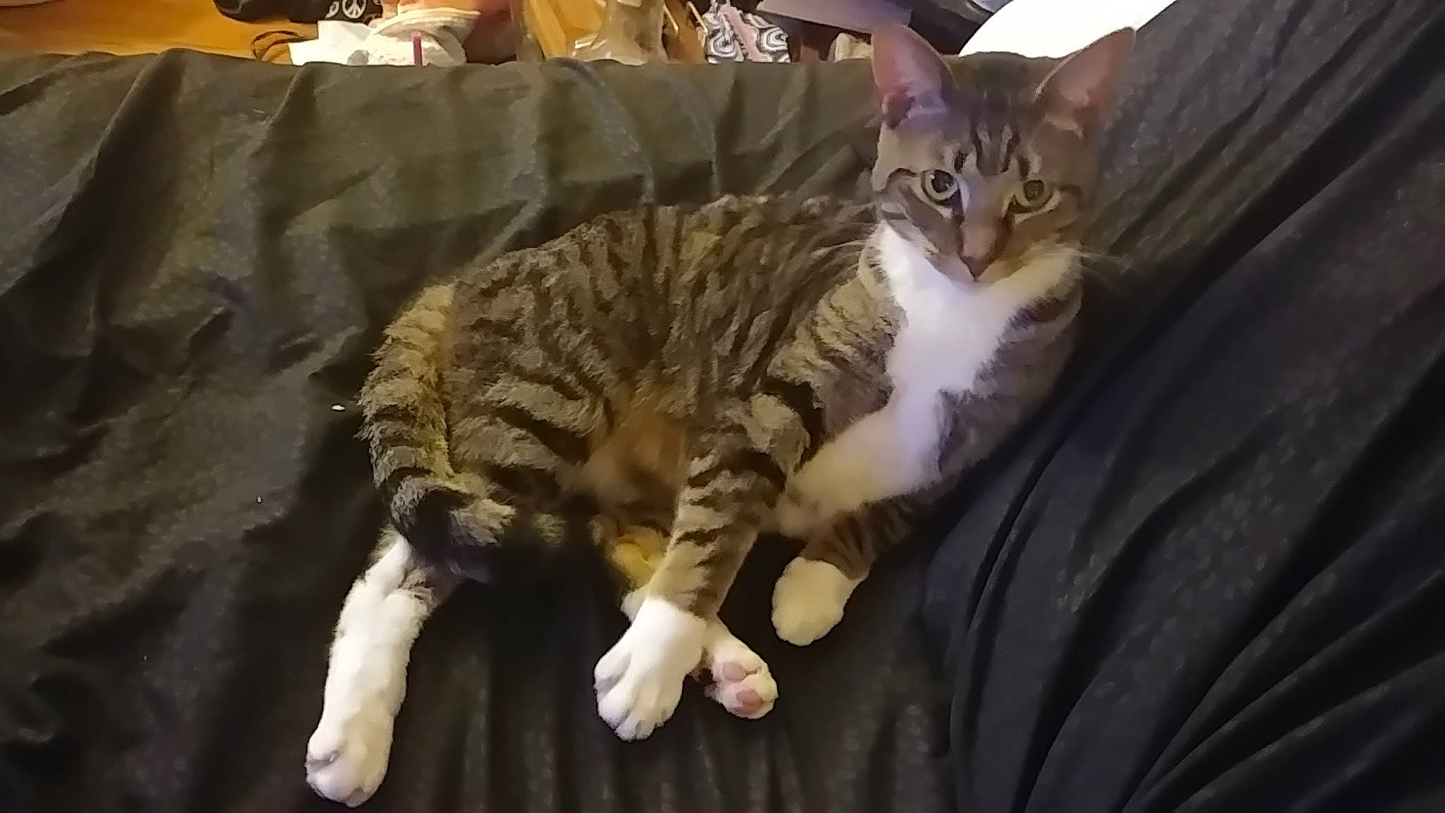 Sonny is registered to the contest to win money with this photo: box, carnivore, cat, claw, comfort, couch, domestic_short_haired_cat, fawn, felidae, fur, nap, paw, small_to_medium_sized_cats, snout, tail, terrestrial_animal, tree, whiskers, wood