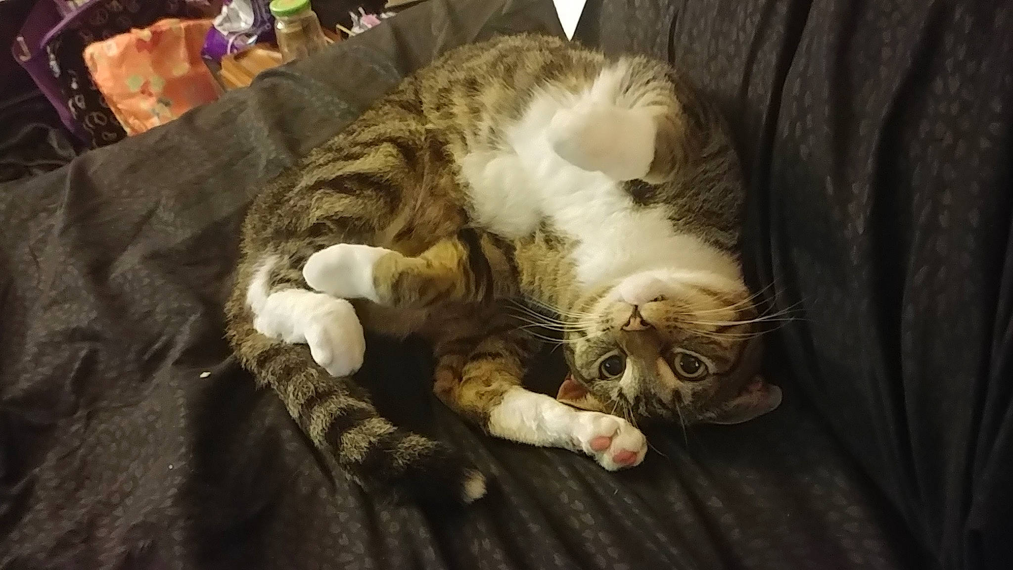 Sonny joined the competition — help win amazing prizes! bed, carnivore, cat, claw, comfort, domestic_short_haired_cat, eye, fawn, felidae, fur, mammal, nap, paw, sleep, small_to_medium_sized_cats, snout, tail, terrestrial_animal, whiskers, wood