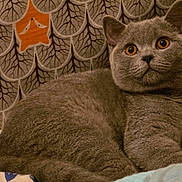 Arnold joined the competition — help win amazing prizes! amber_eyes, animal, cat, closeup, comfortable, cozy, cute, domestic_cat, ears, feline, fur_texture, gray_fur, indoor, laying_down, orange_star, patterned_blanket, pet, relaxed, wallpaper, whiskers