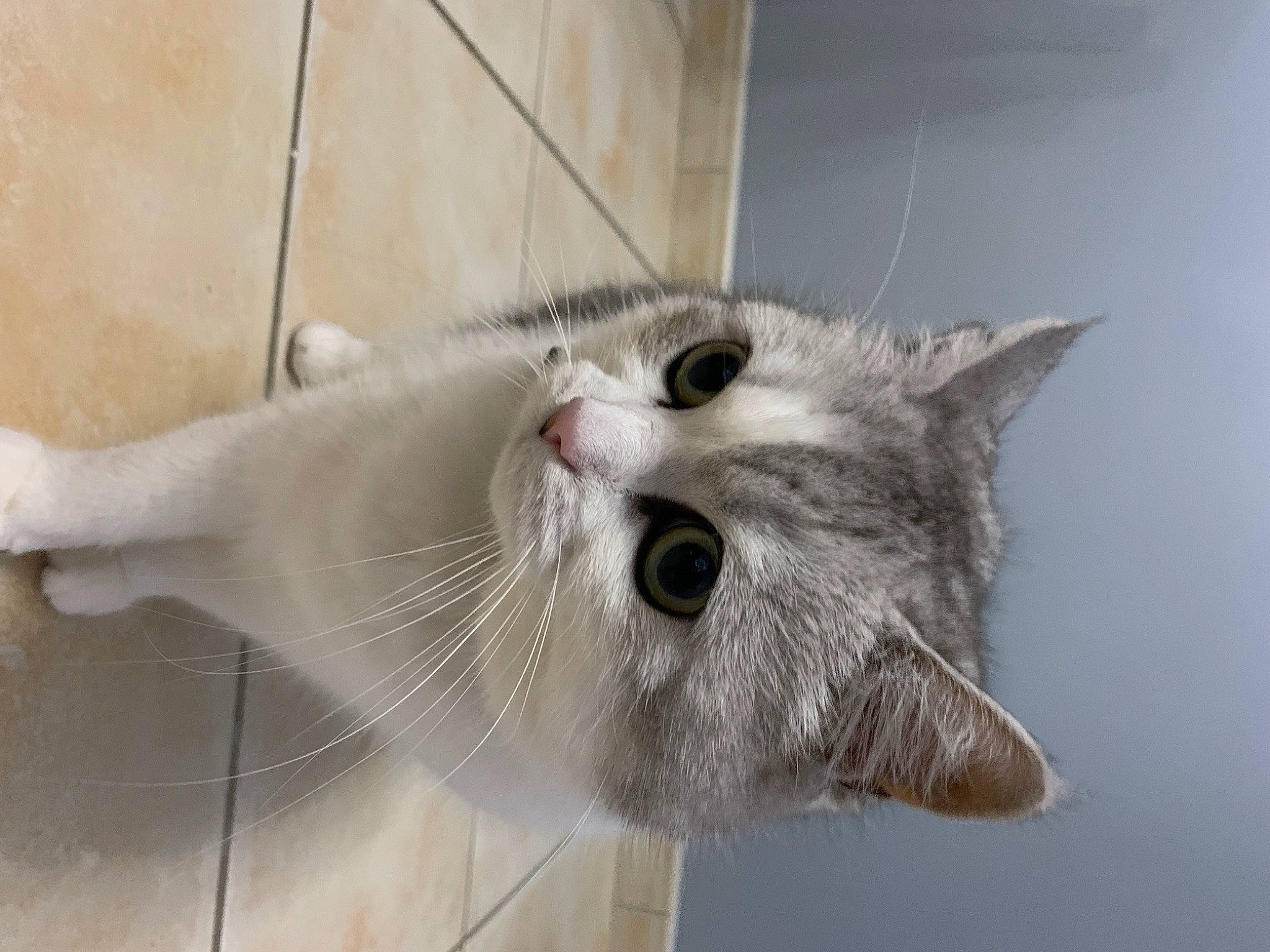 Idylle participe au concours pour gagner de l'argent avec cette photo : animal_shelter, carnivore, cat, domestic_short_haired_cat, felidae, fur, major_appliance, paw, shelf, small_to_medium_sized_cats, snout, tail, whiskers