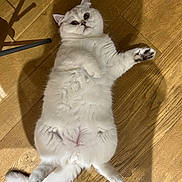 Tofu joined the competition — help win amazing prizes! cat, white_cat, fluffy, lying_down, wooden_floor, pet, indoor, curious, paw, tail, fur, animal, cute, relaxed, domestic_cat, shadow, foot, flooring, home, pet_animal