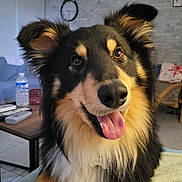 Under participe au concours pour gagner de l'argent avec cette photo : dog, tongue_out, happy, fluffy, pet, indoors, living_room, furniture, clock, blanket, table, remote_control, water_bottle, couch, wooden_chair, tile_floor, wall_art, smiling, ears_up, closeup