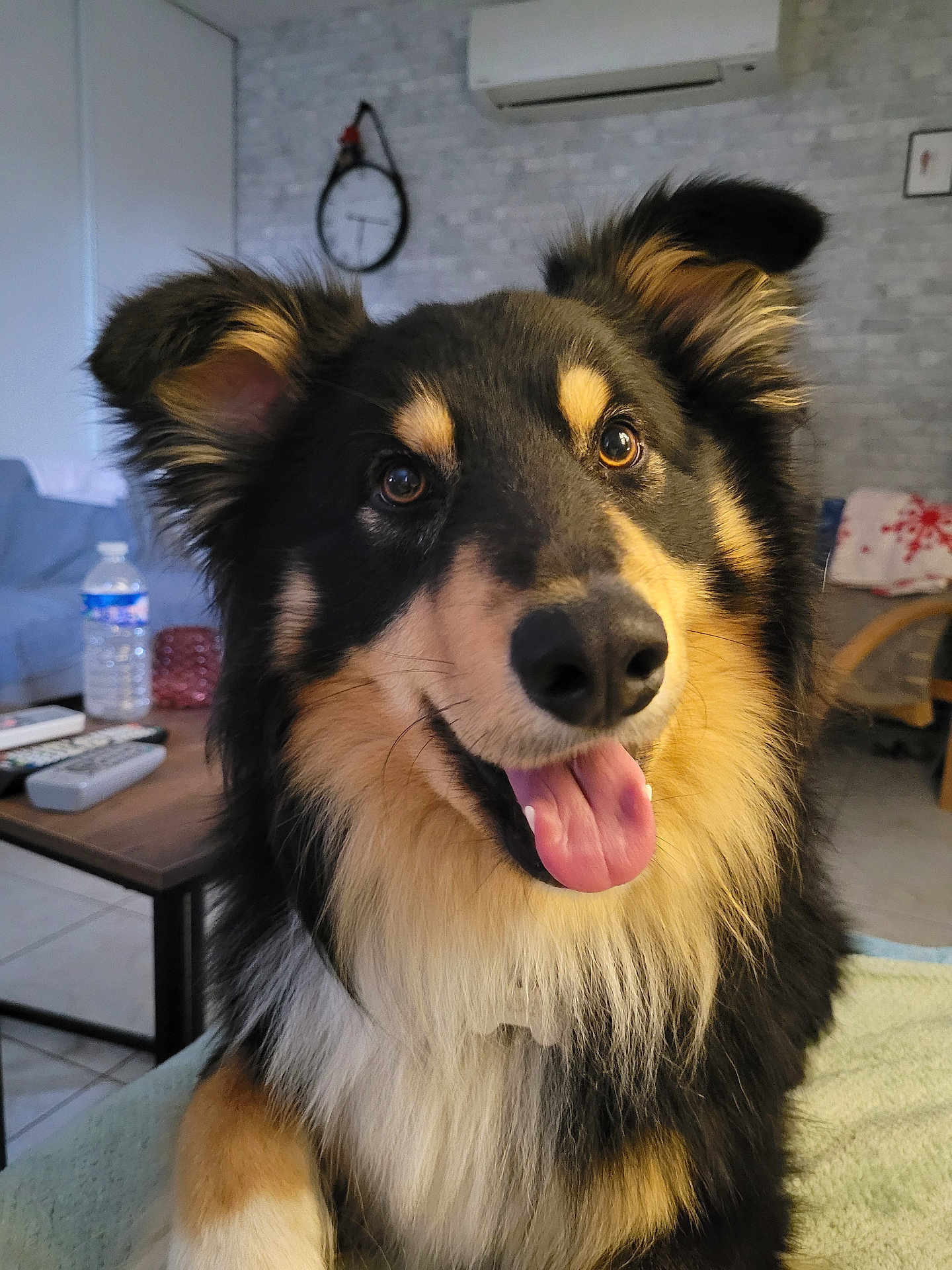 Under participe au concours pour gagner de l'argent avec cette photo : dog, tongue_out, happy, fluffy, pet, indoors, living_room, furniture, clock, blanket, table, remote_control, water_bottle, couch, wooden_chair, tile_floor, wall_art, smiling, ears_up, closeup