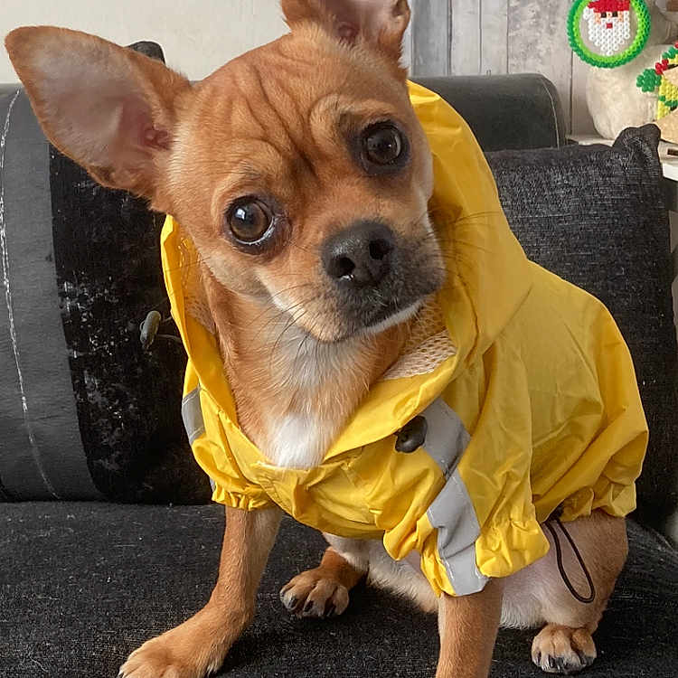 Caramel