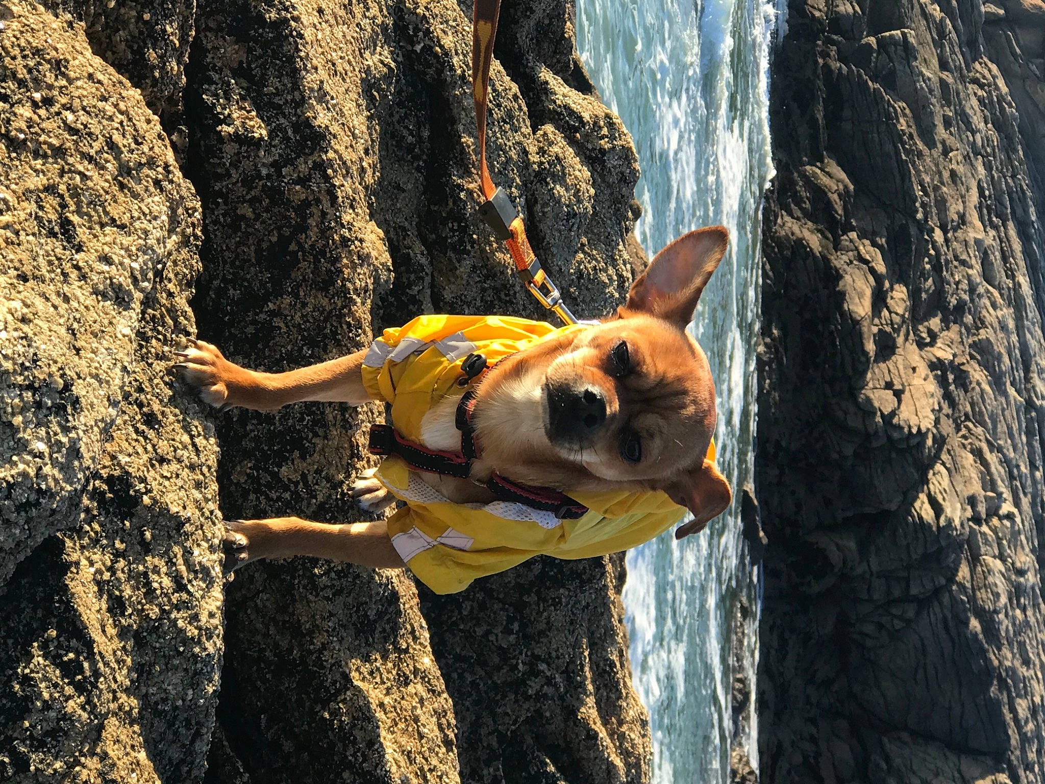 Caramel a rejoint le concours — aidez-le/la à gagner de superbes lots ! adventure, bedrock, canidae, carnivore, companion_dog, dog, dog_breed, fawn, formation, geology, mountain, recreation, rock, snout, sporting_group, tree, trunk, water, wood, working_animal