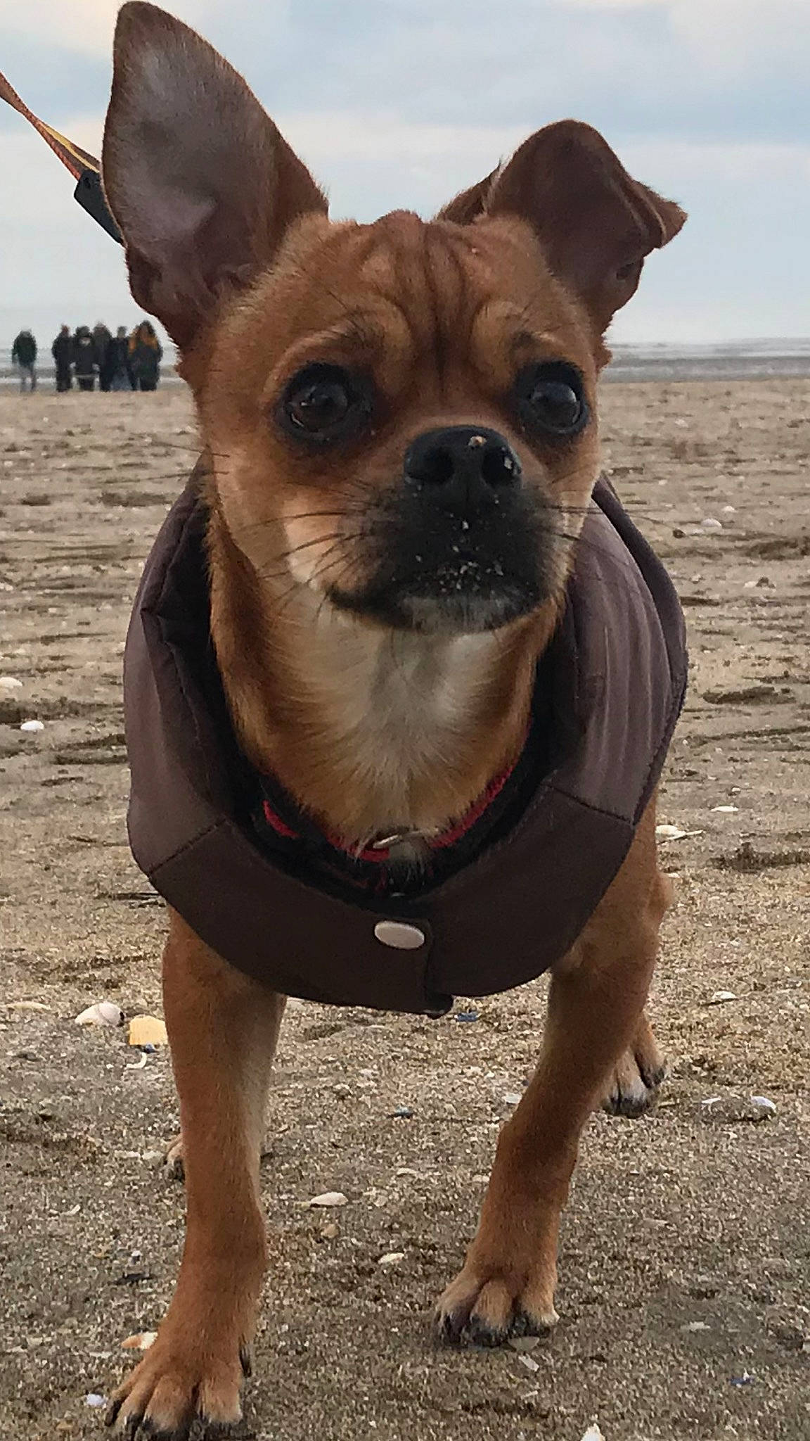 Caramel a rejoint le concours — aidez-le/la à gagner de superbes lots ! canidae, carnivore, collar, companion_dog, dog, dog_breed, dog_collar, dog_supply, fawn, fur, leash, pet_supply, sky, snout, sporting_group, terrestrial_animal, toy_dog, whiskers, working_animal, wrinkle