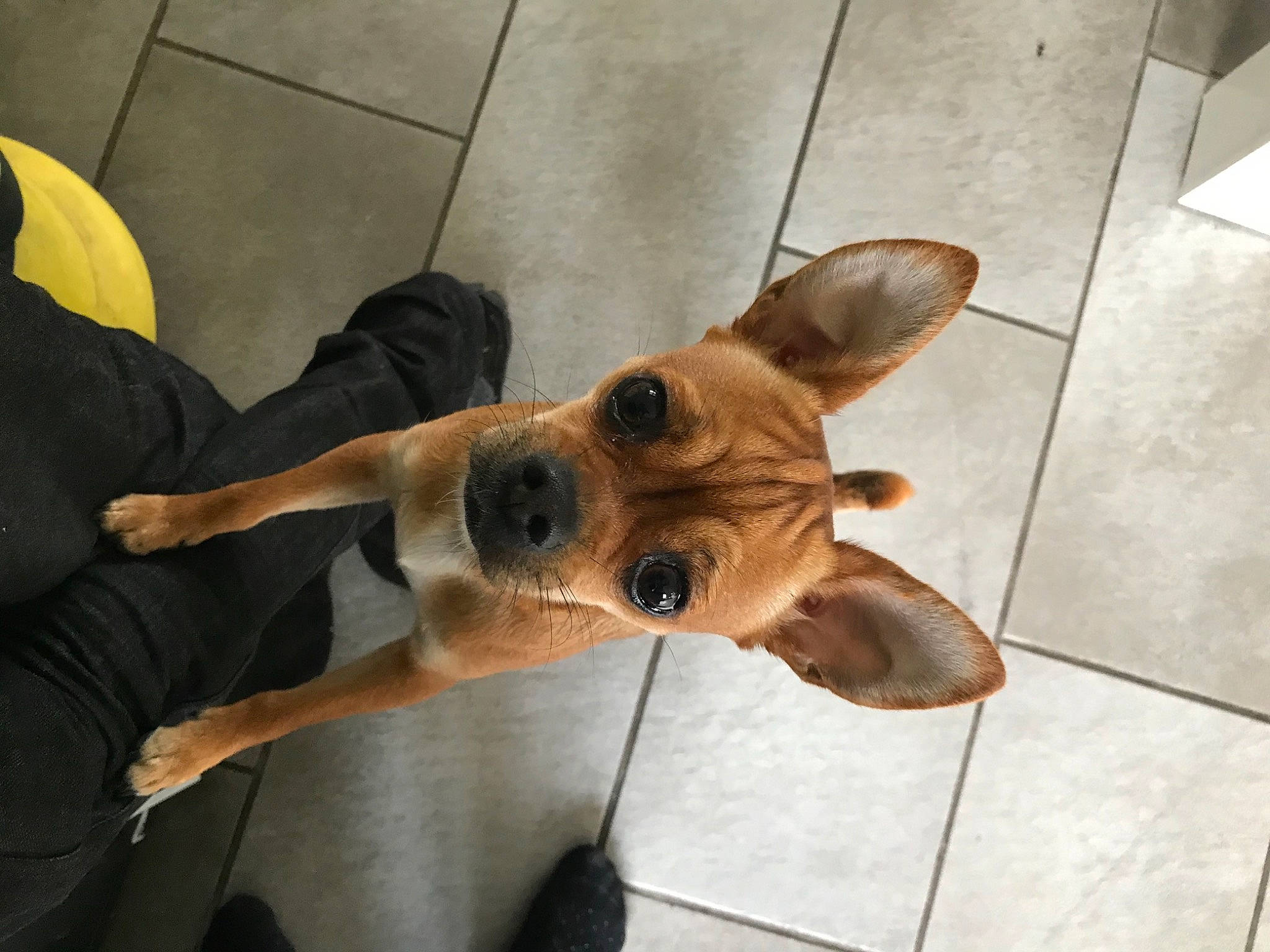 Caramel participe au concours pour gagner de l'argent avec cette photo : carnivore, comfort, companion_dog, dog, dog_breed, dog_supply, ear, fawn, floor, flooring, foot, fur, human_leg, paw, snout, tile_flooring, toy_dog, whiskers, wood, working_animal