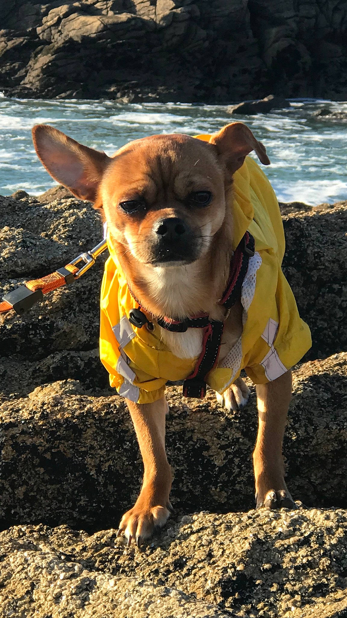 Caramel participe au concours pour gagner de l'argent avec cette photo : canidae, carnivore, chihuahua, companion_dog, dog, dog_breed, dog_clothes, dog_supply, eyewear, fashion_accessory, fawn, plant, shorts, snout, soil, sporting_group, sunglasses, toy_dog, water, working_animal