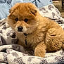 Yoshi is registered to the contest to win money with this photo: puppy, dog, fluffy, blanket, cozy, indoor, pet, cute, fur, animal, collar, young, snuggle, comfort, soft, brown, adorable, resting, portrait, home